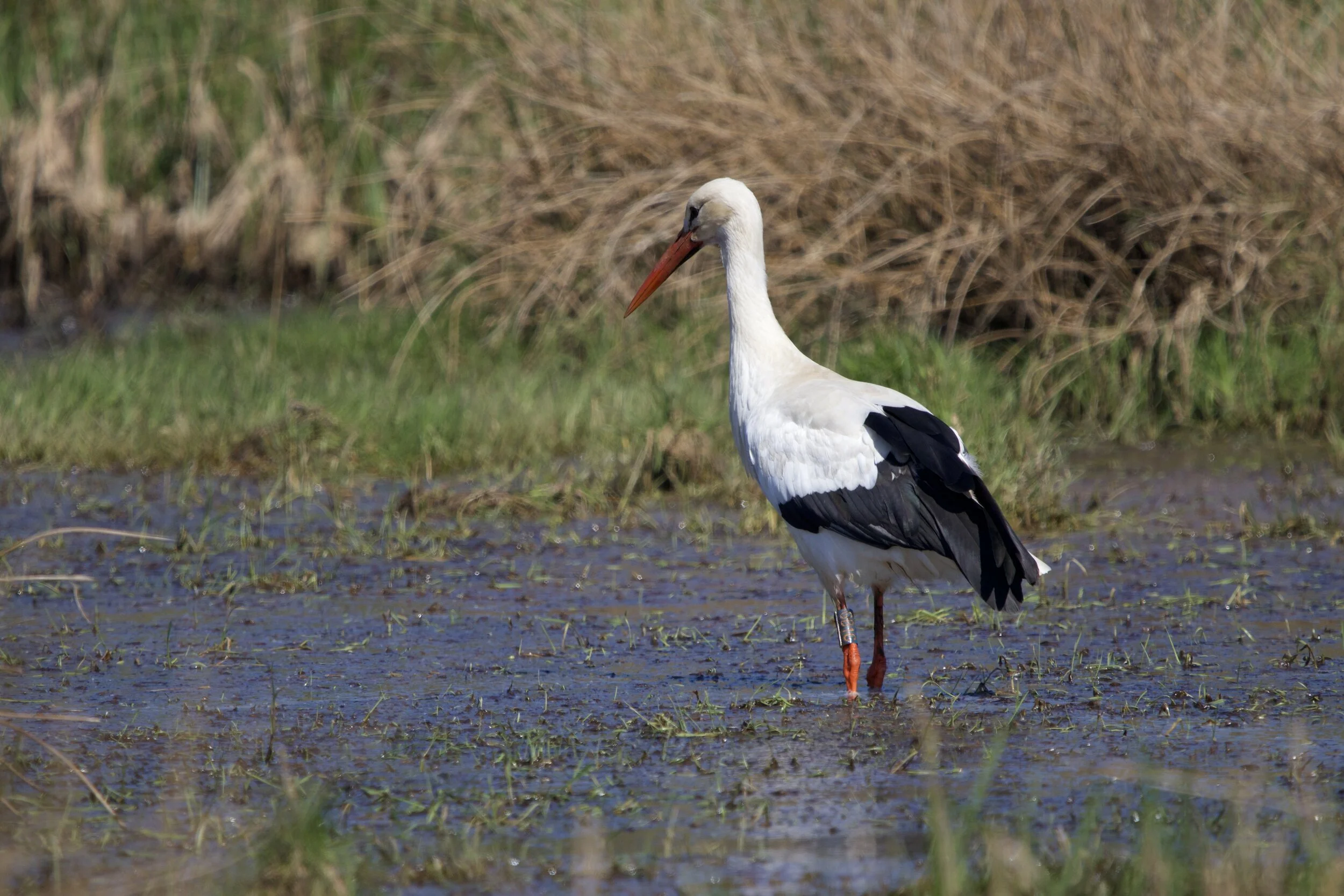 The first of many …..