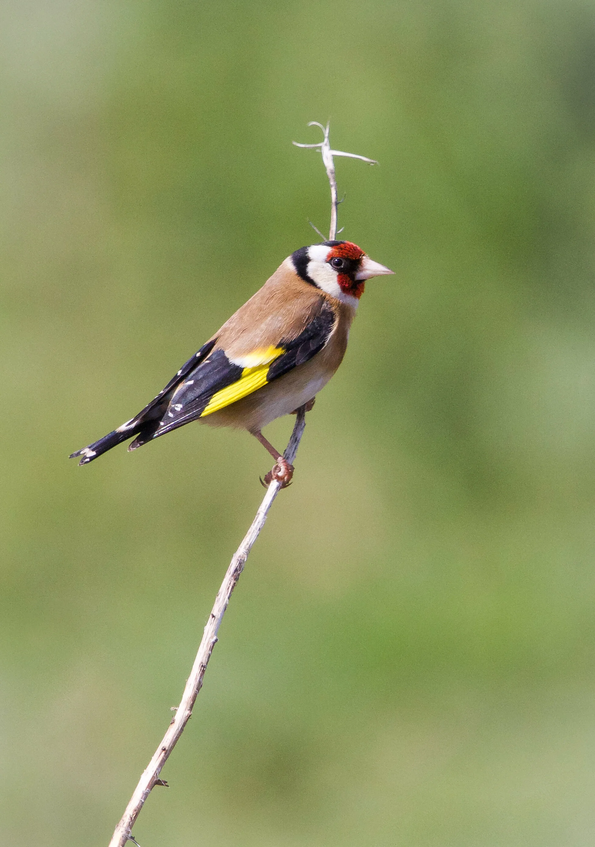 First visit to Rye and Dengemarsh