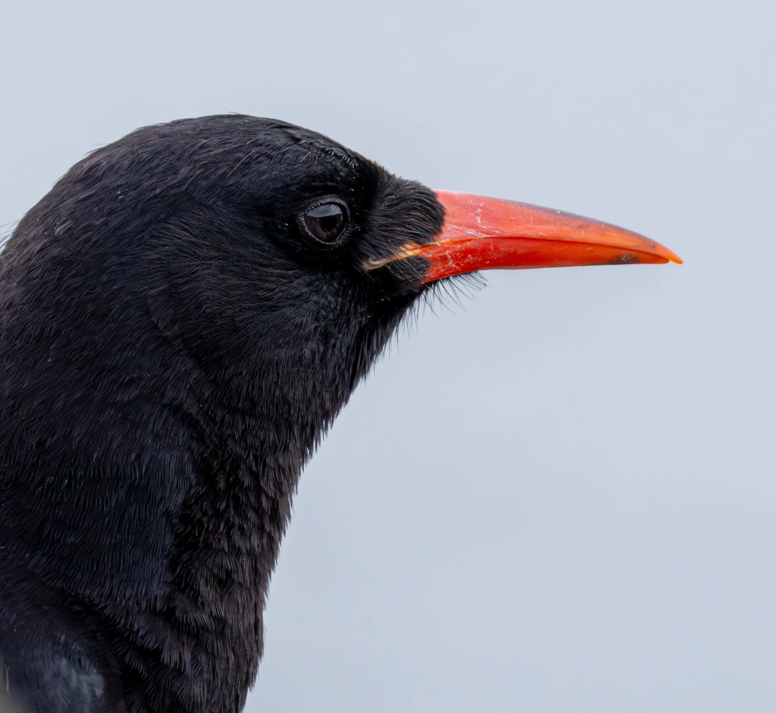 Chough