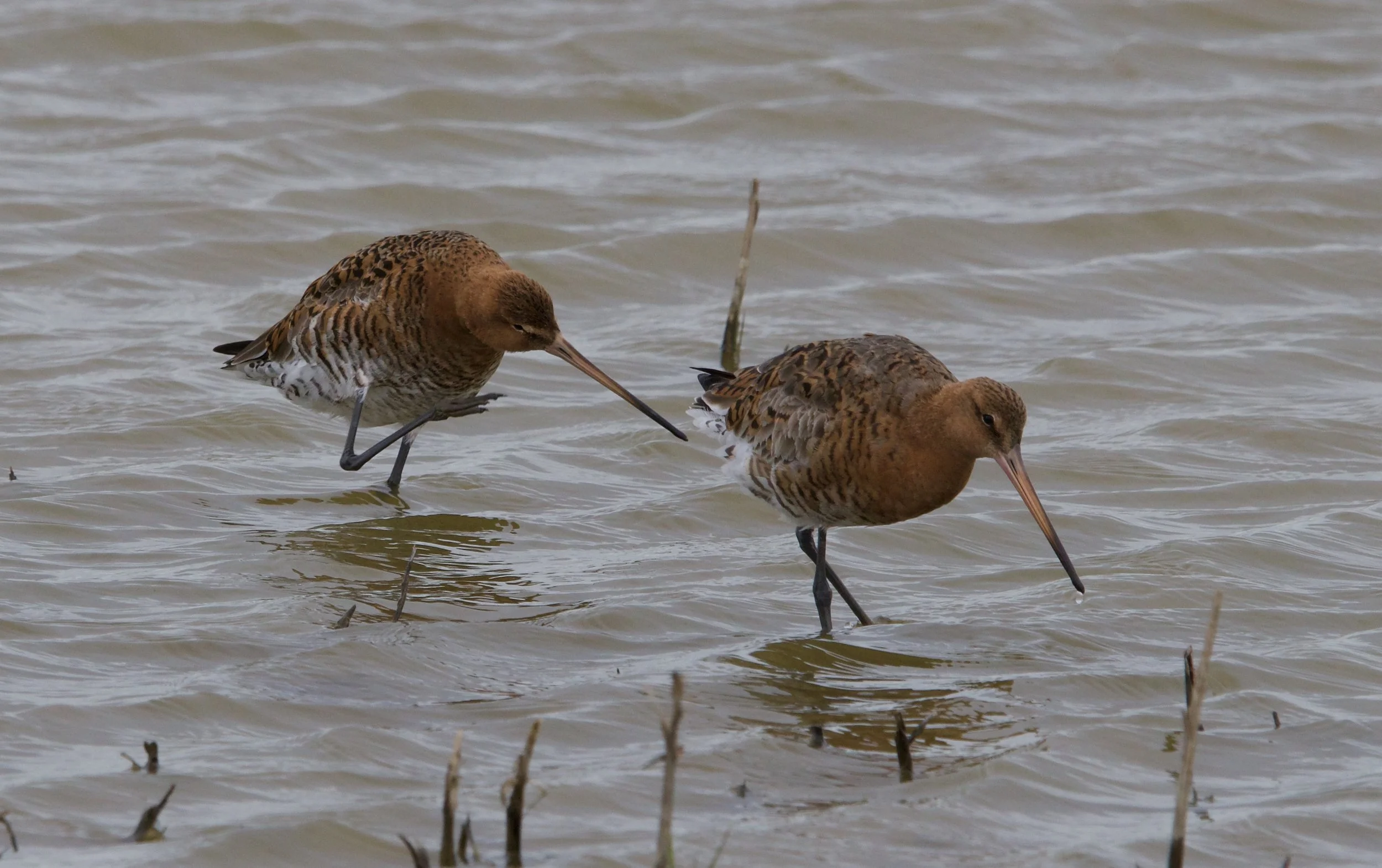 Elmley, Wednesday 12th April 2022