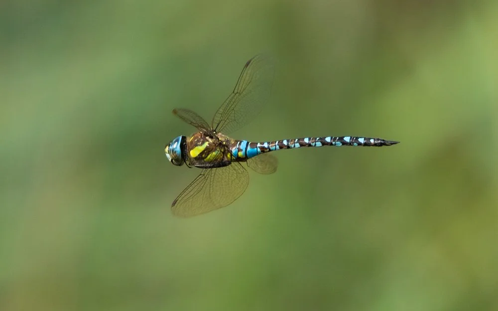 First day volunteering at Dungeness