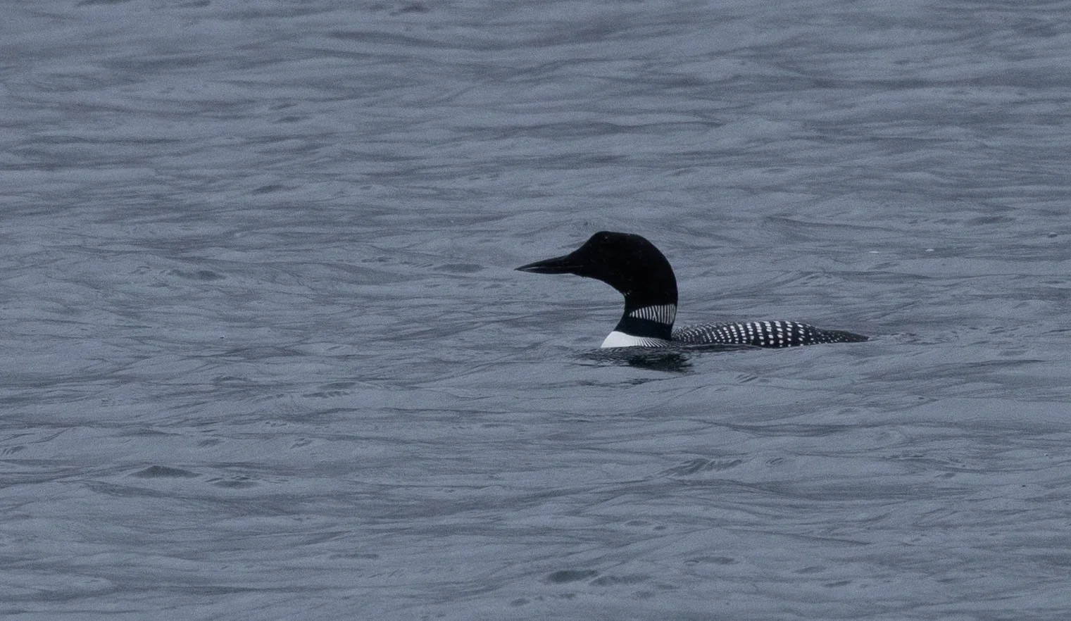 Isle of Mull Chapter One