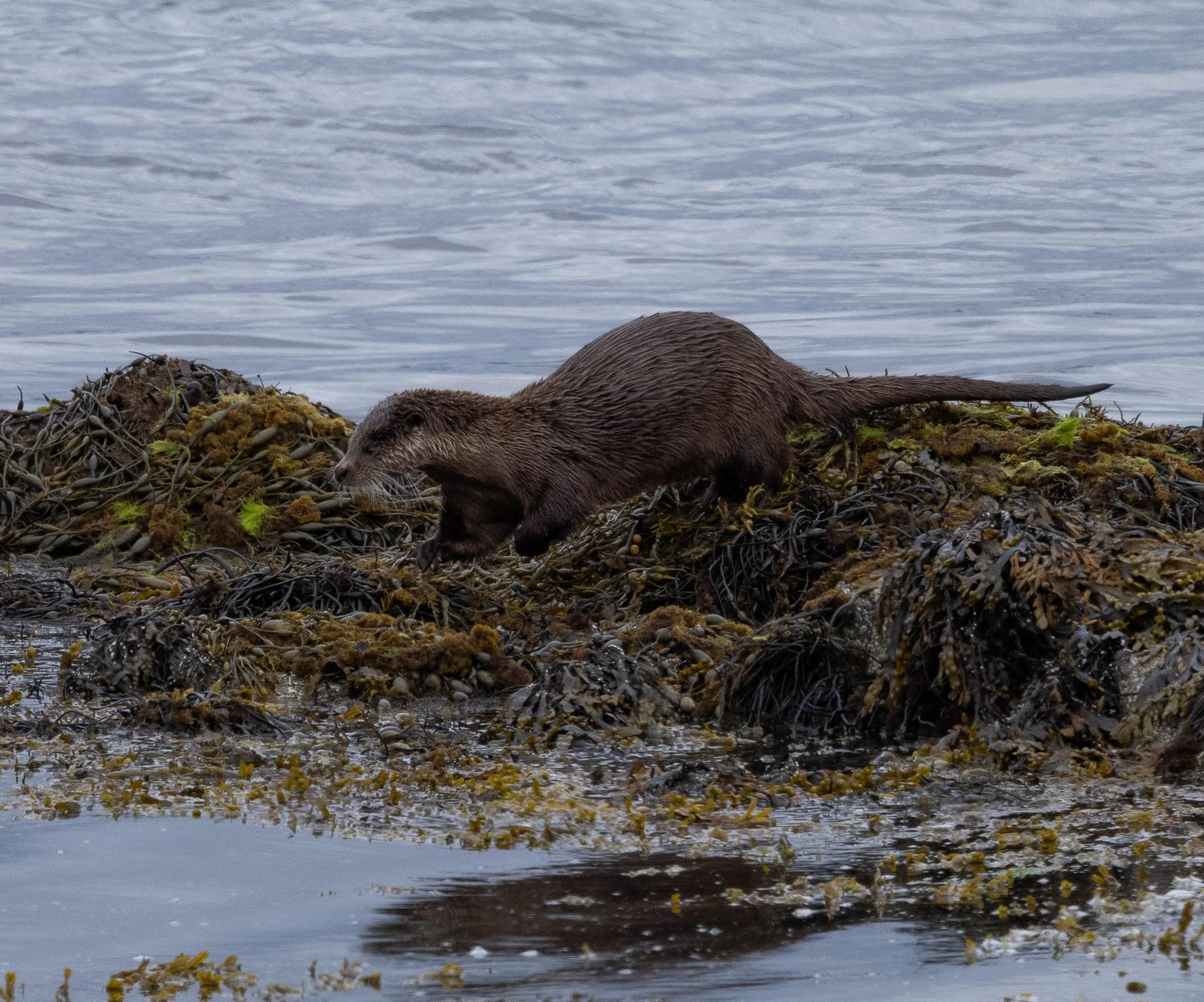 Isle of Mull Chapter Two