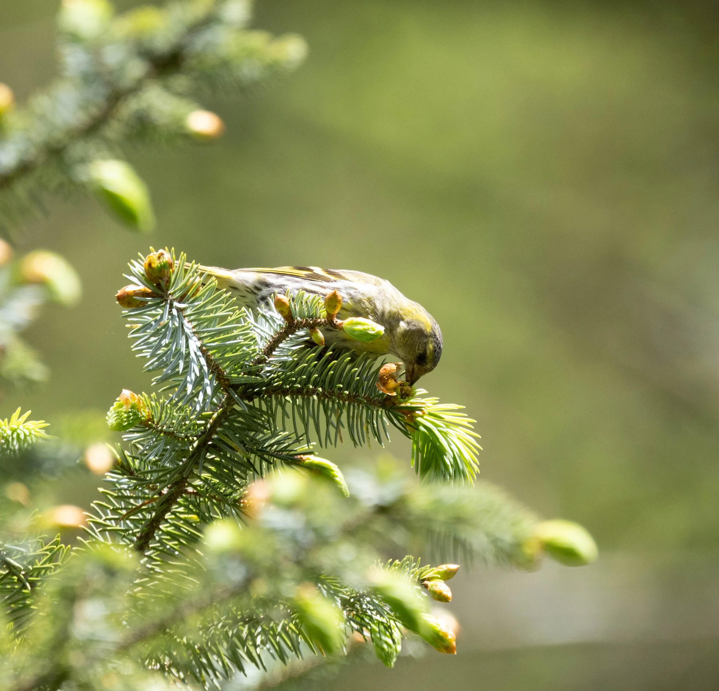 Isle of Mull Chapter Three