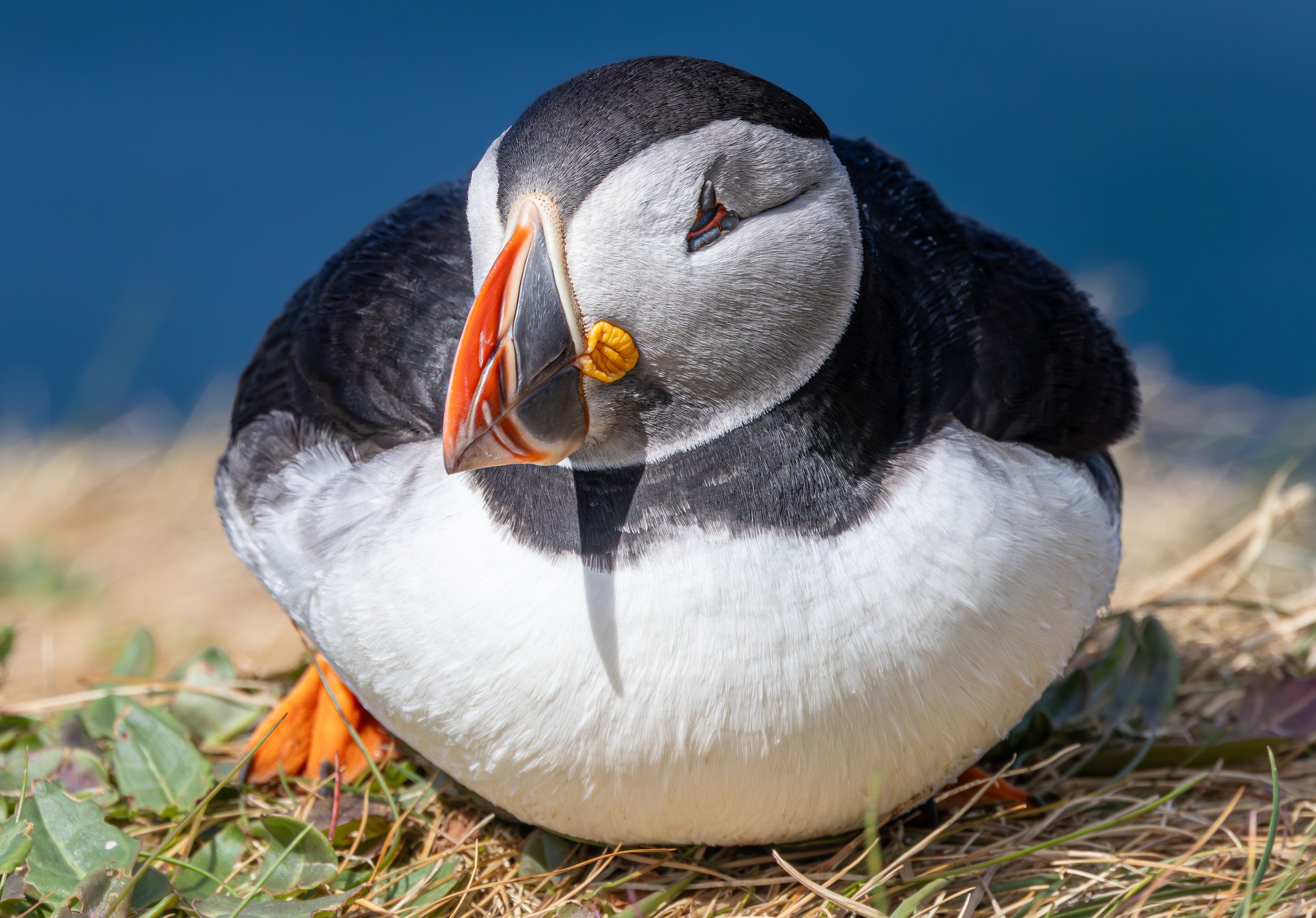 Atlantic Puffin