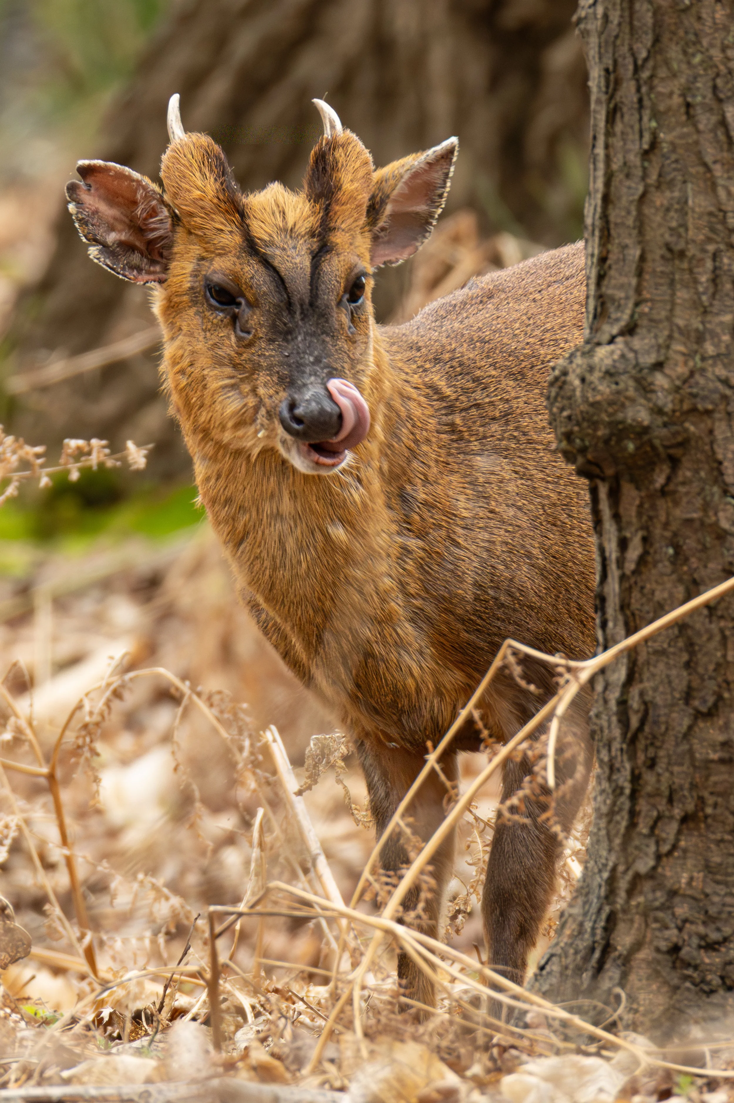 Muntjac Deer