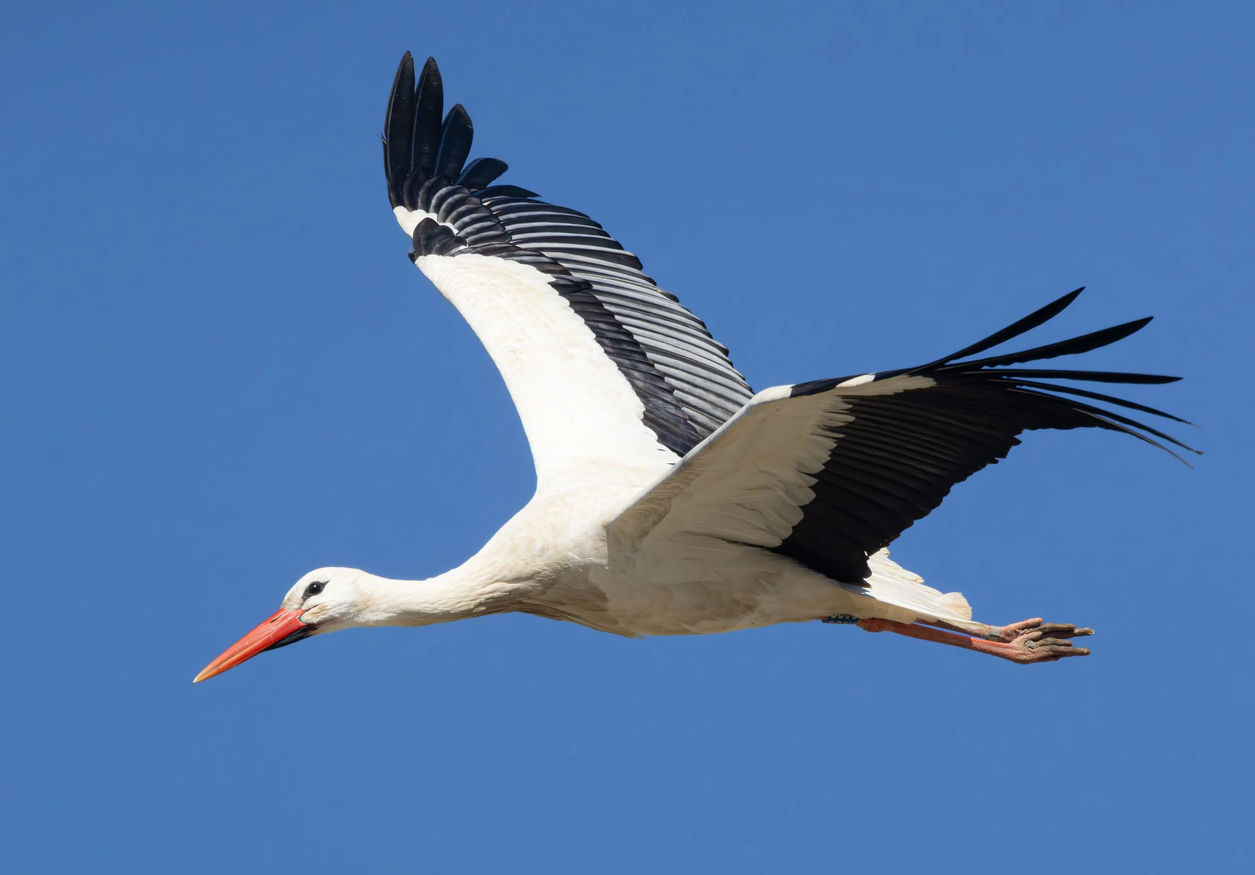 White Stork