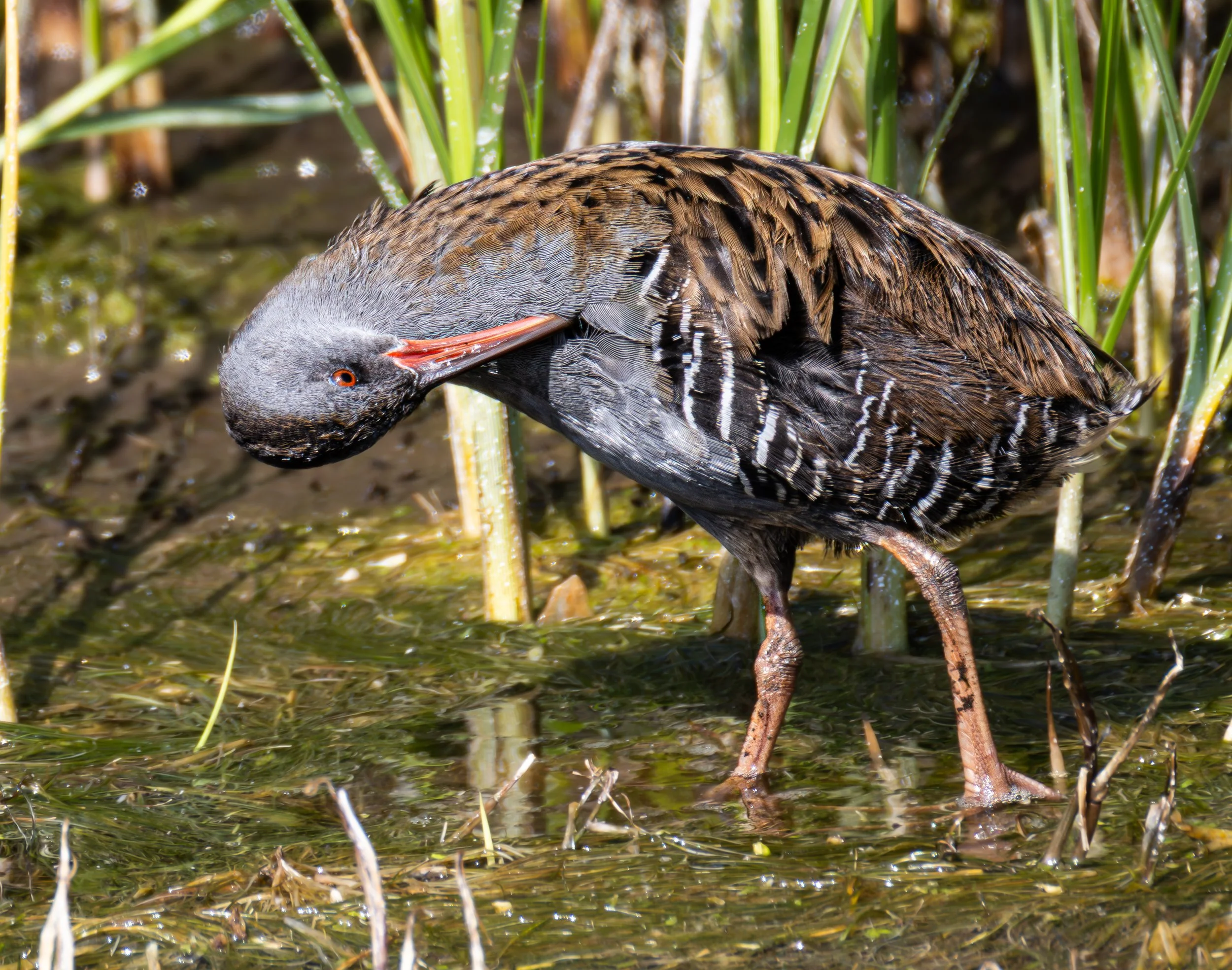Water Rail