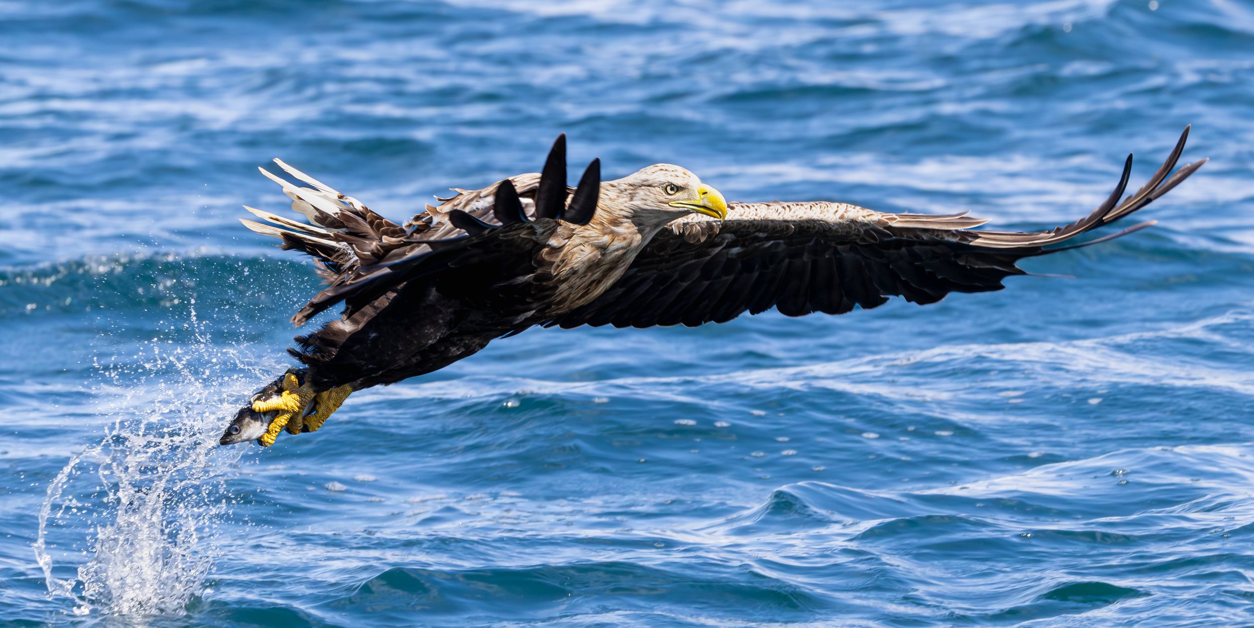 White Tailed Eagle