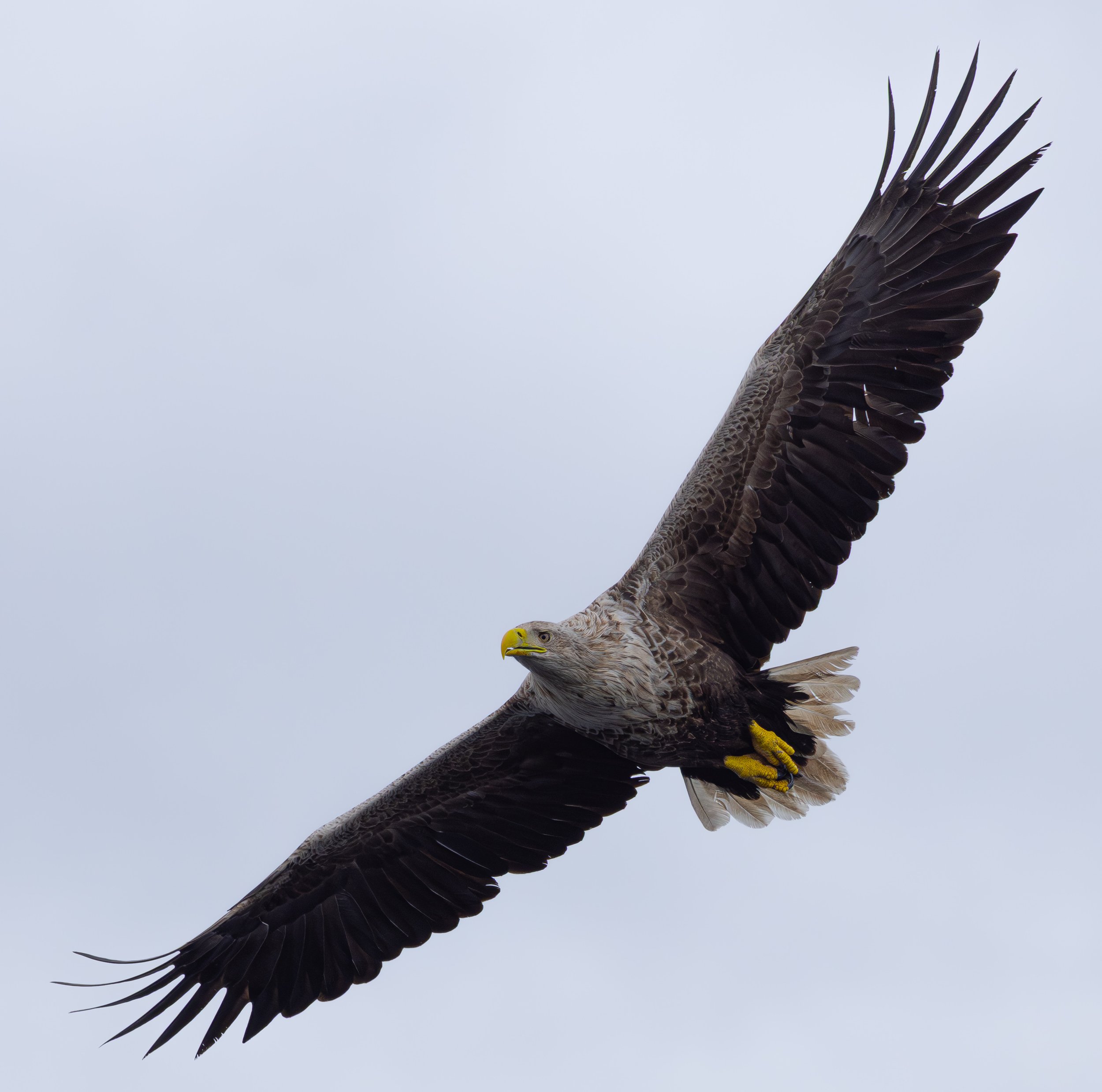 White Tailed Eagle