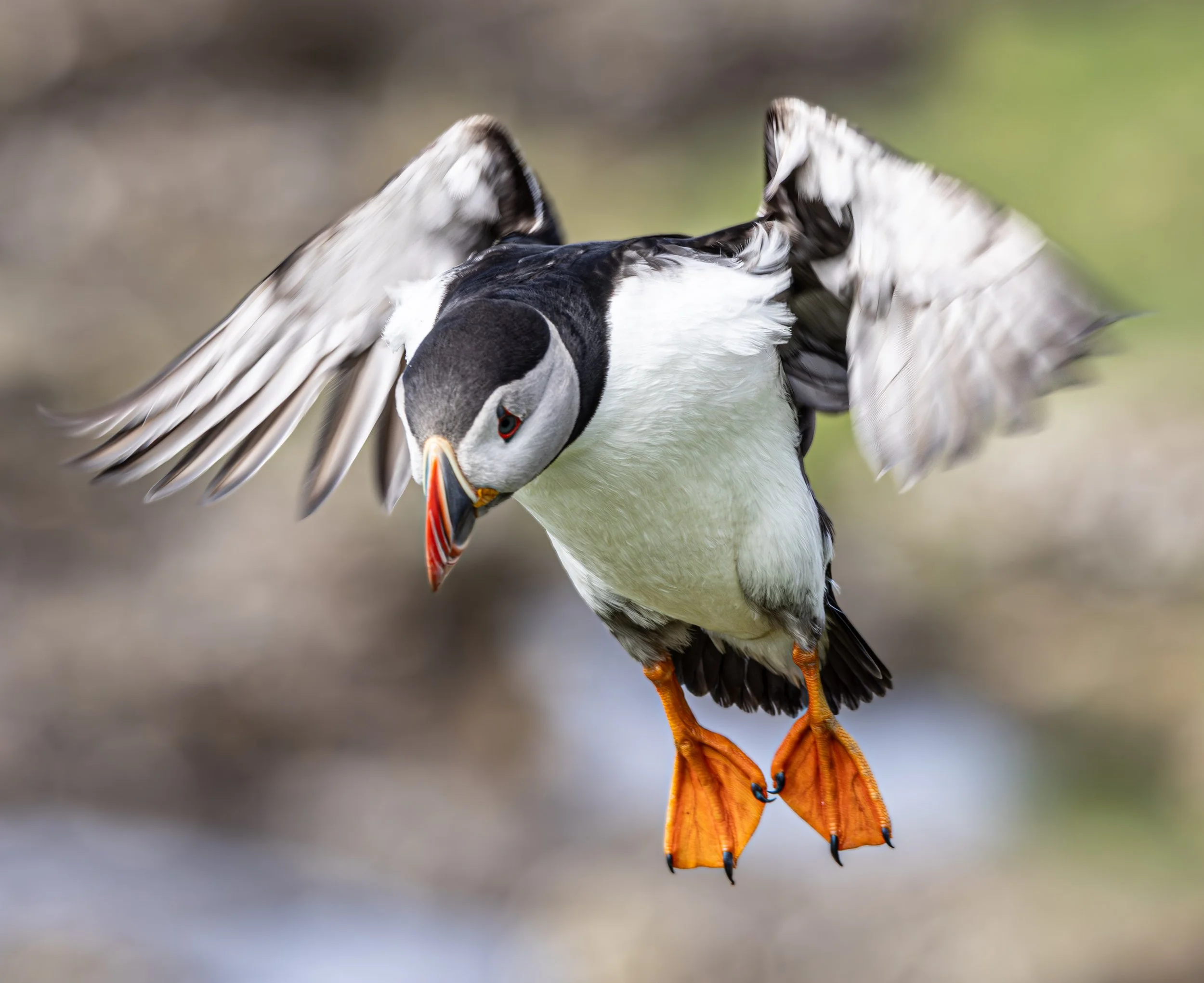 Atlantic Puffin
