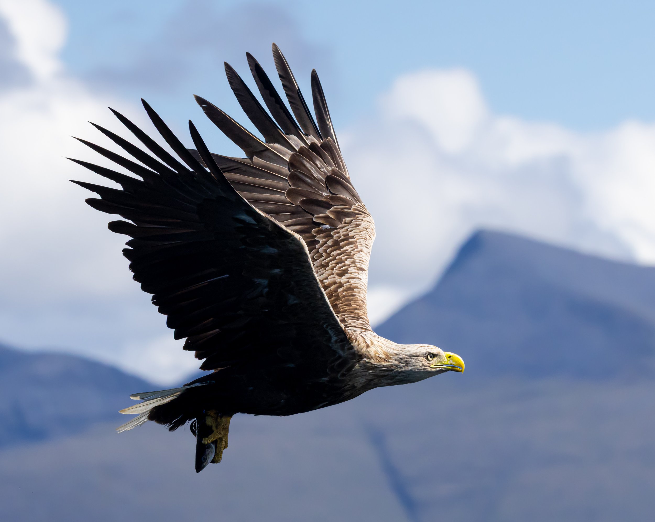 White Tailed Eagle