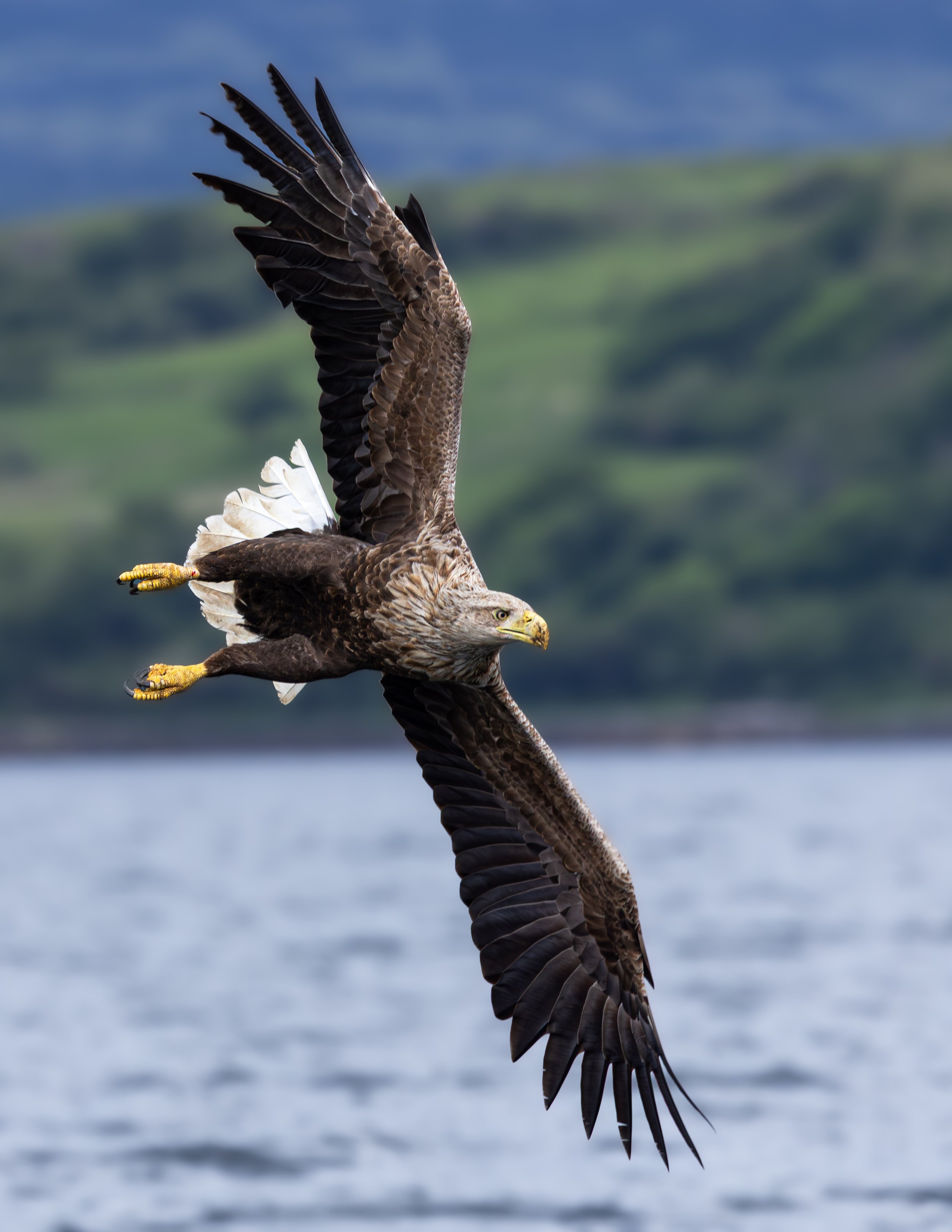 White Tailed Eagle