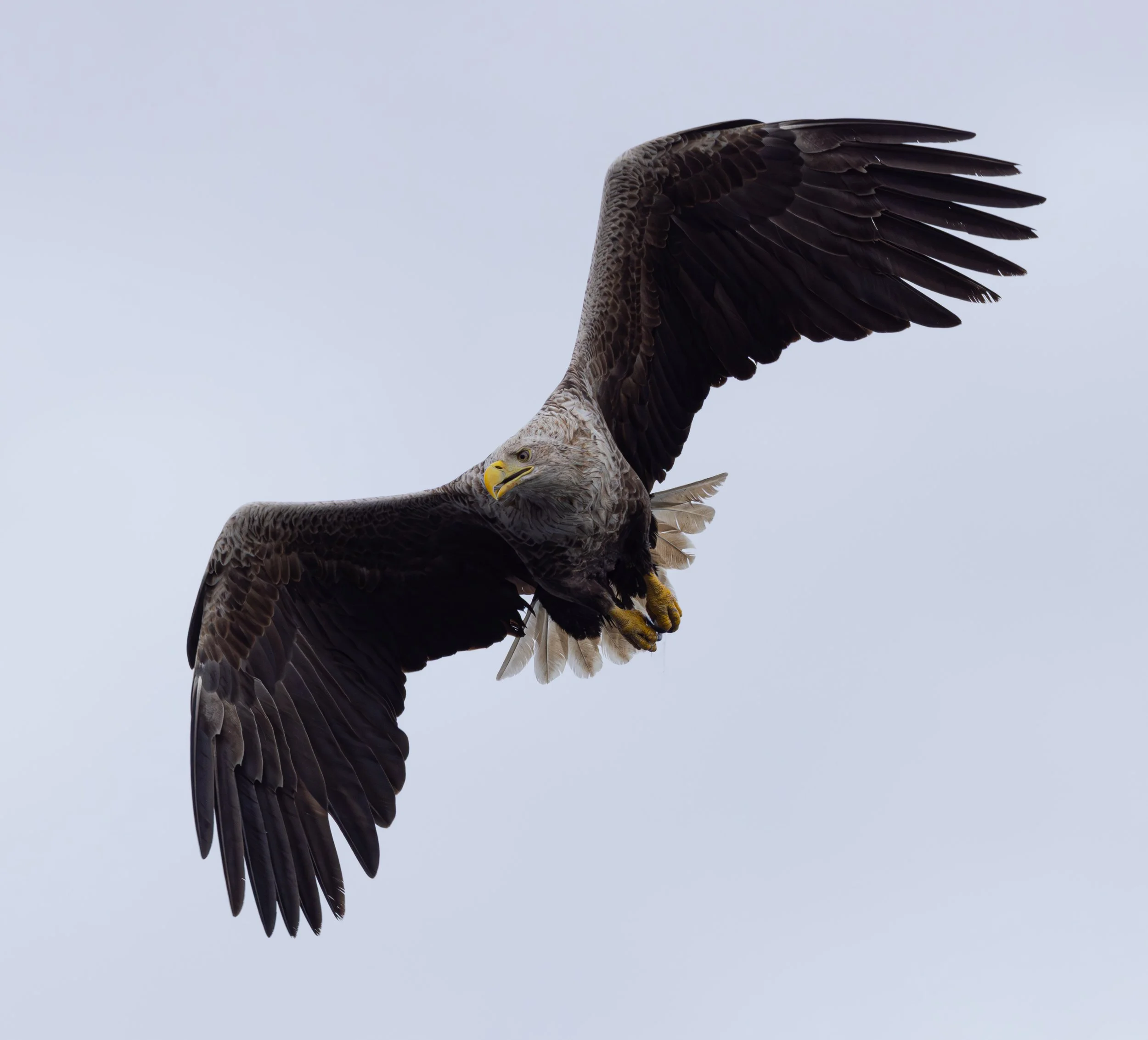 White Tailed Eagle