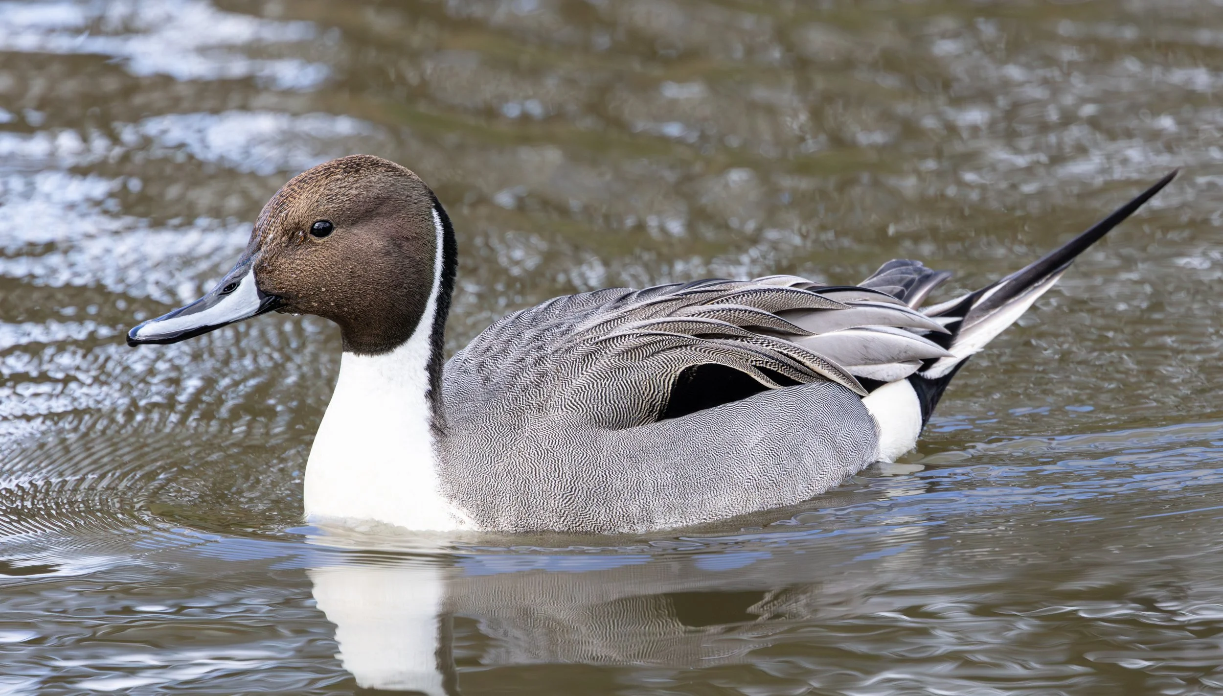 Pintail