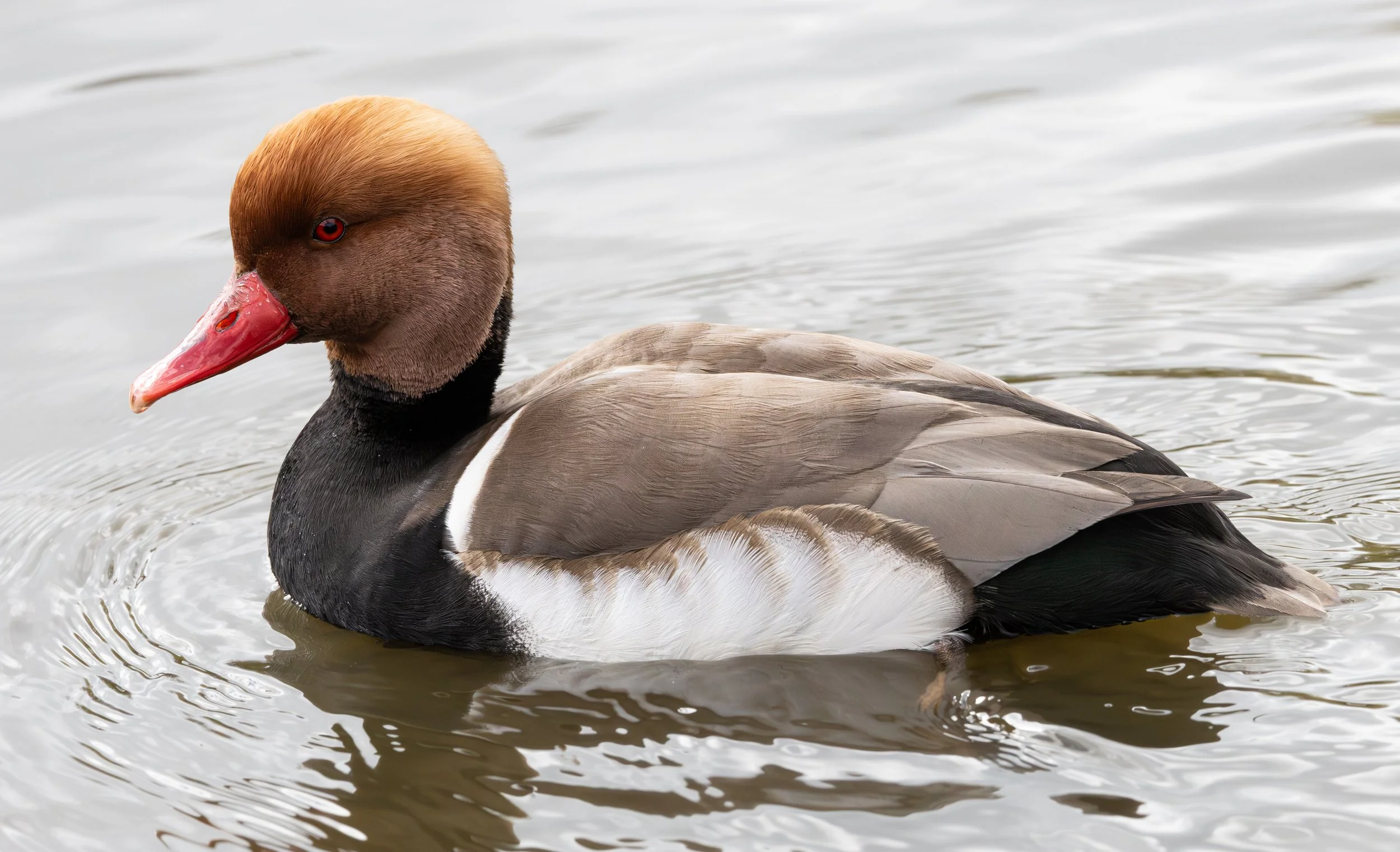 Red Crested Pochard