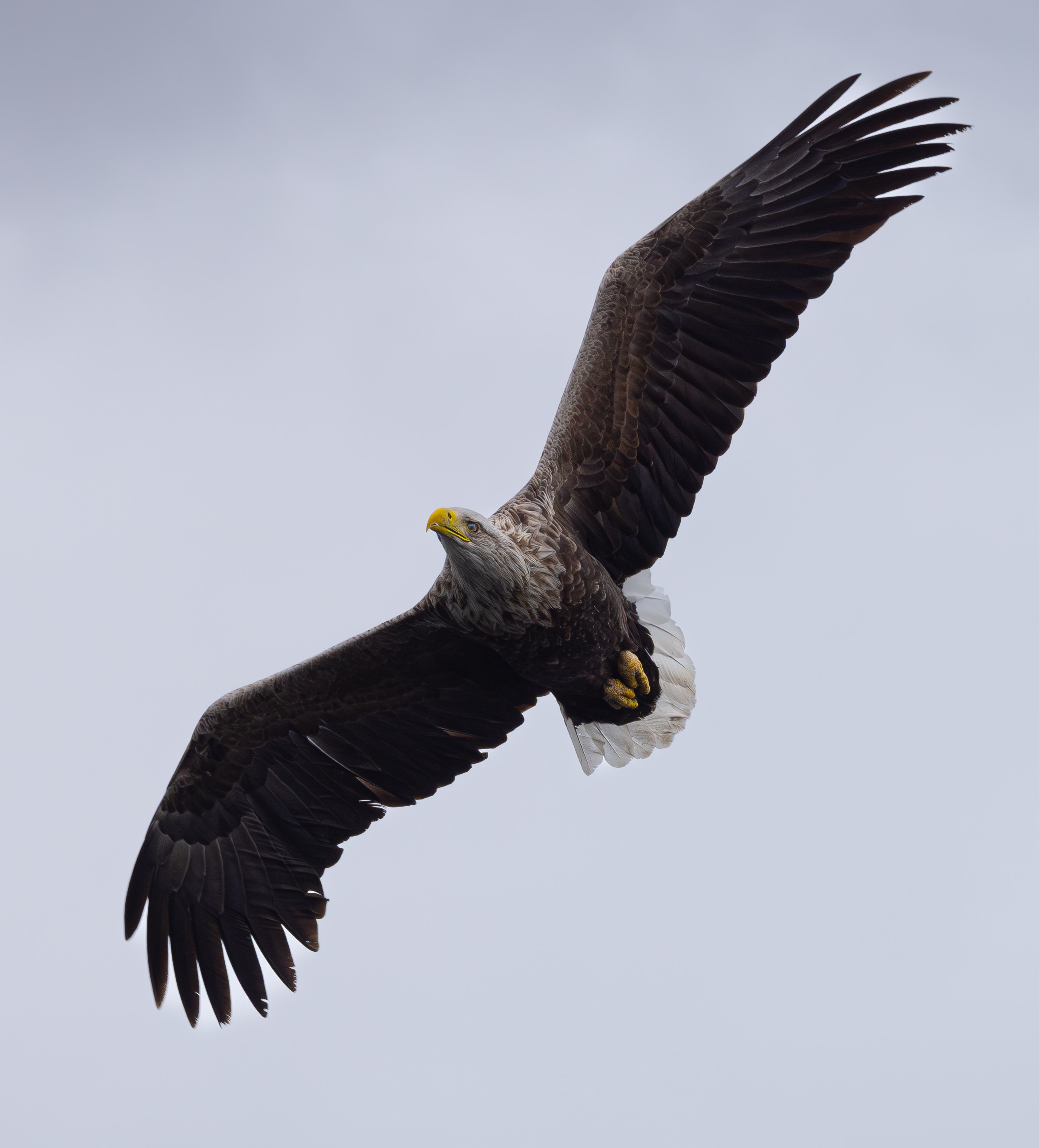 White Tailed Eagle