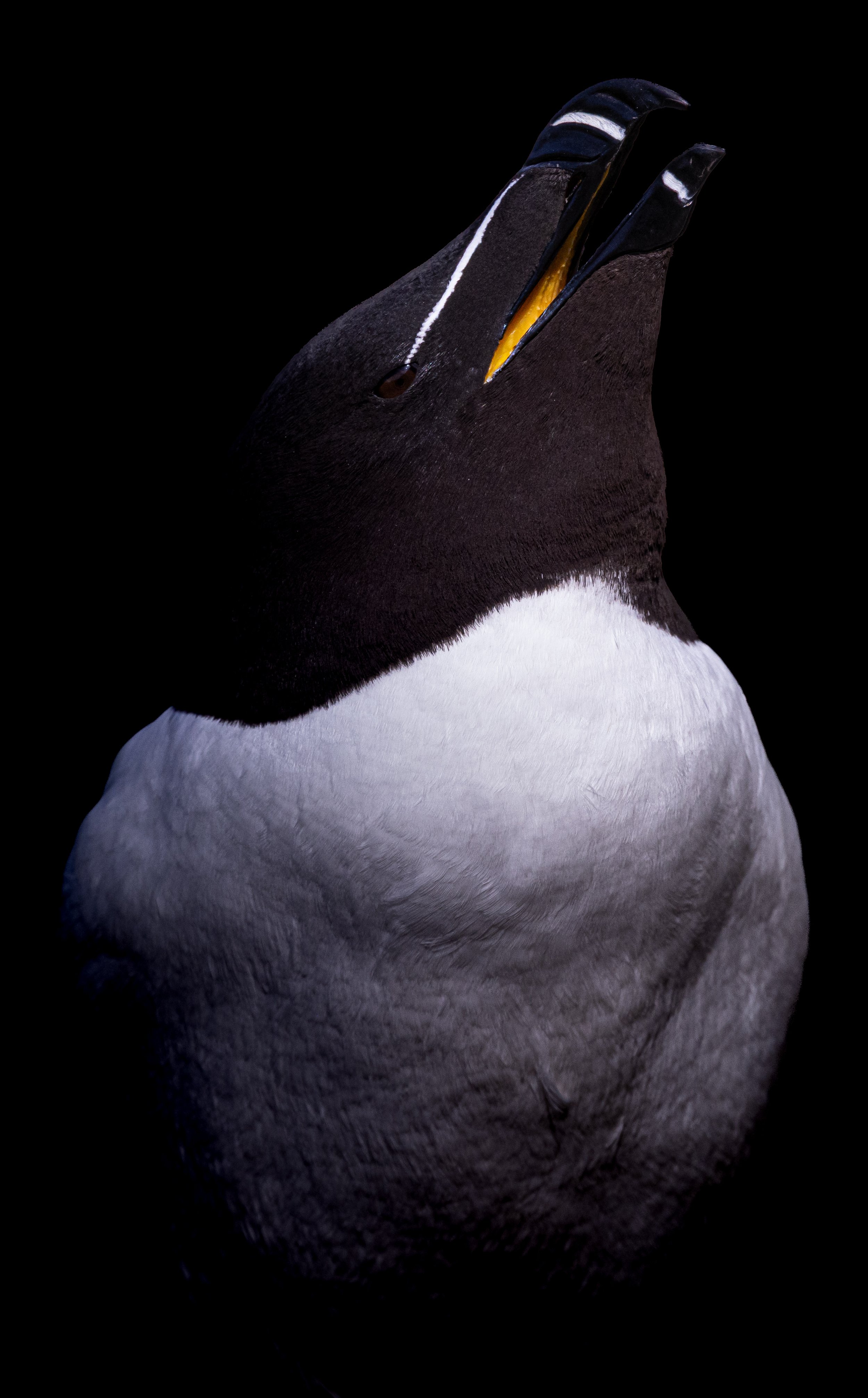 Razorbill