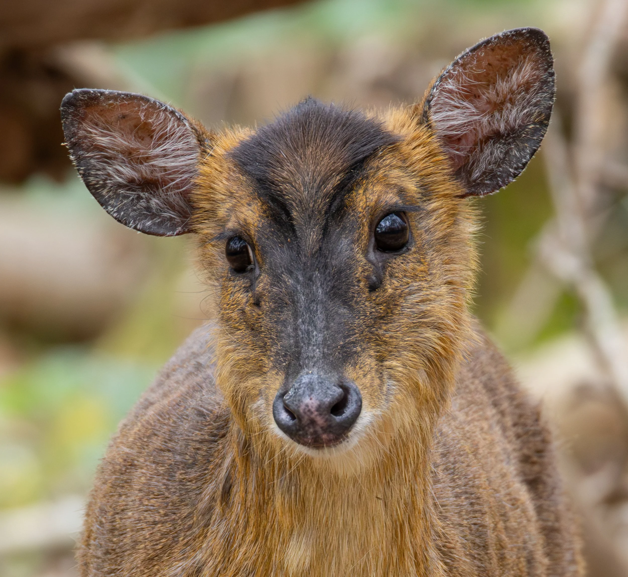 Muntjac Deer
