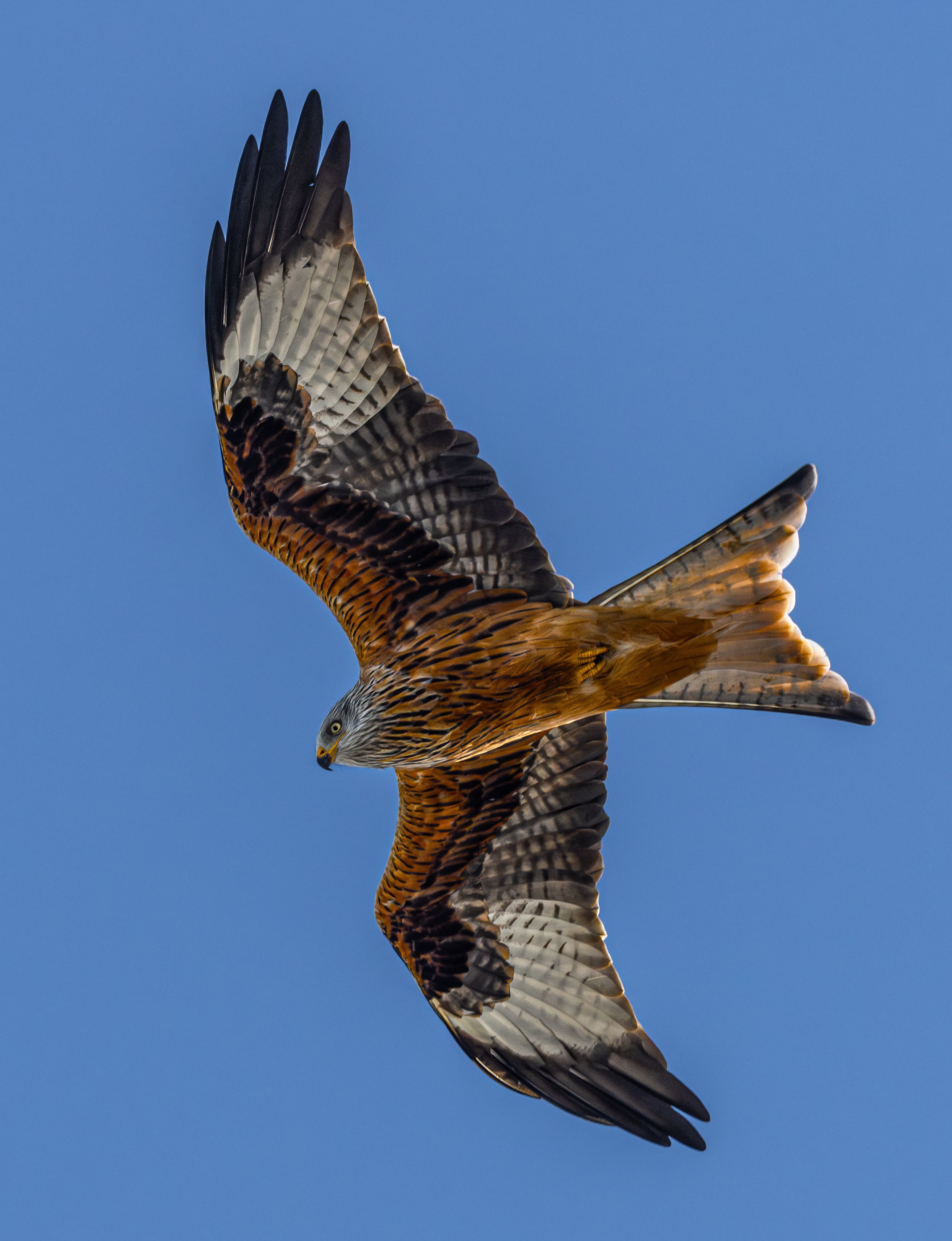 Red Kite