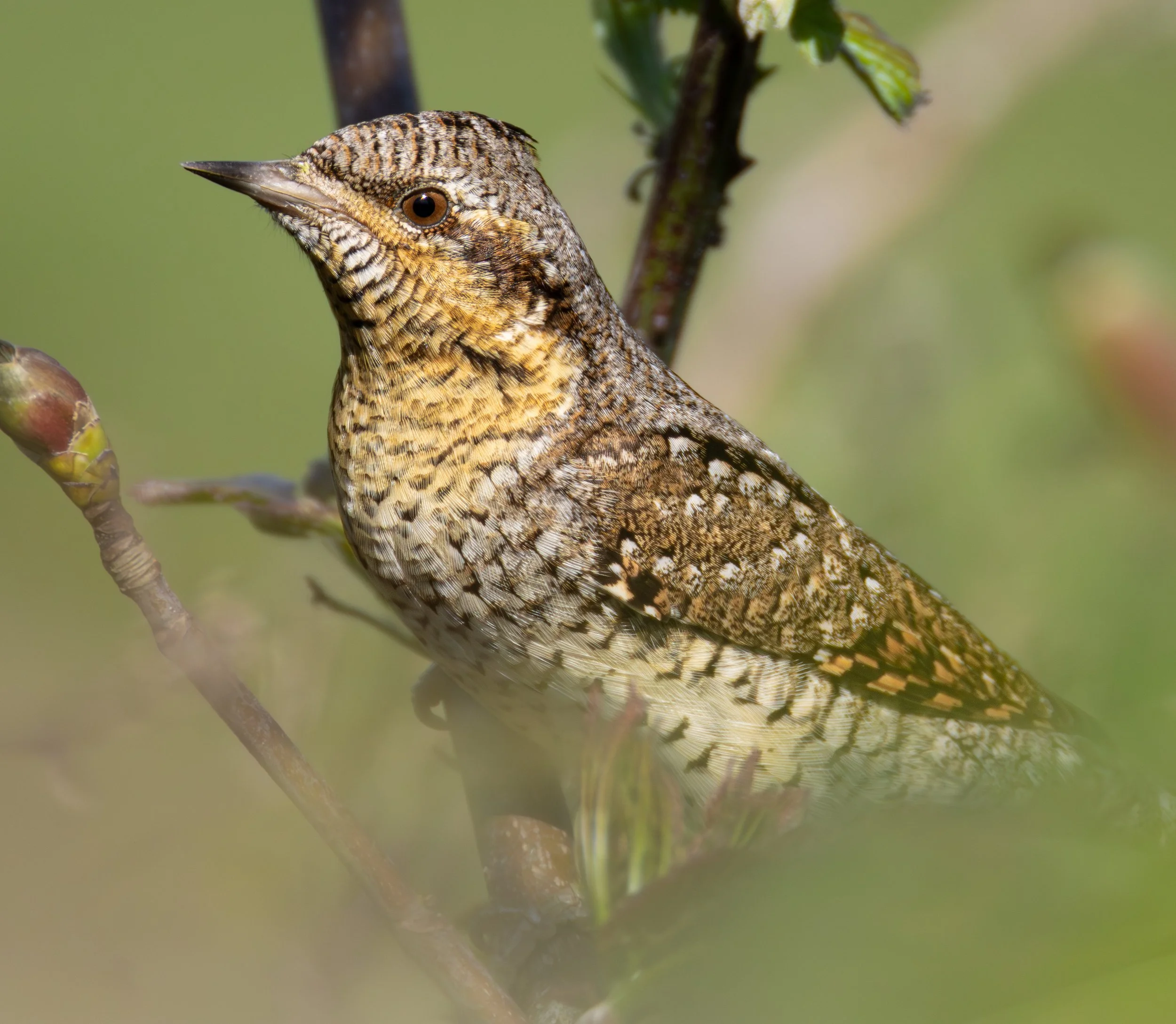 Wryneck