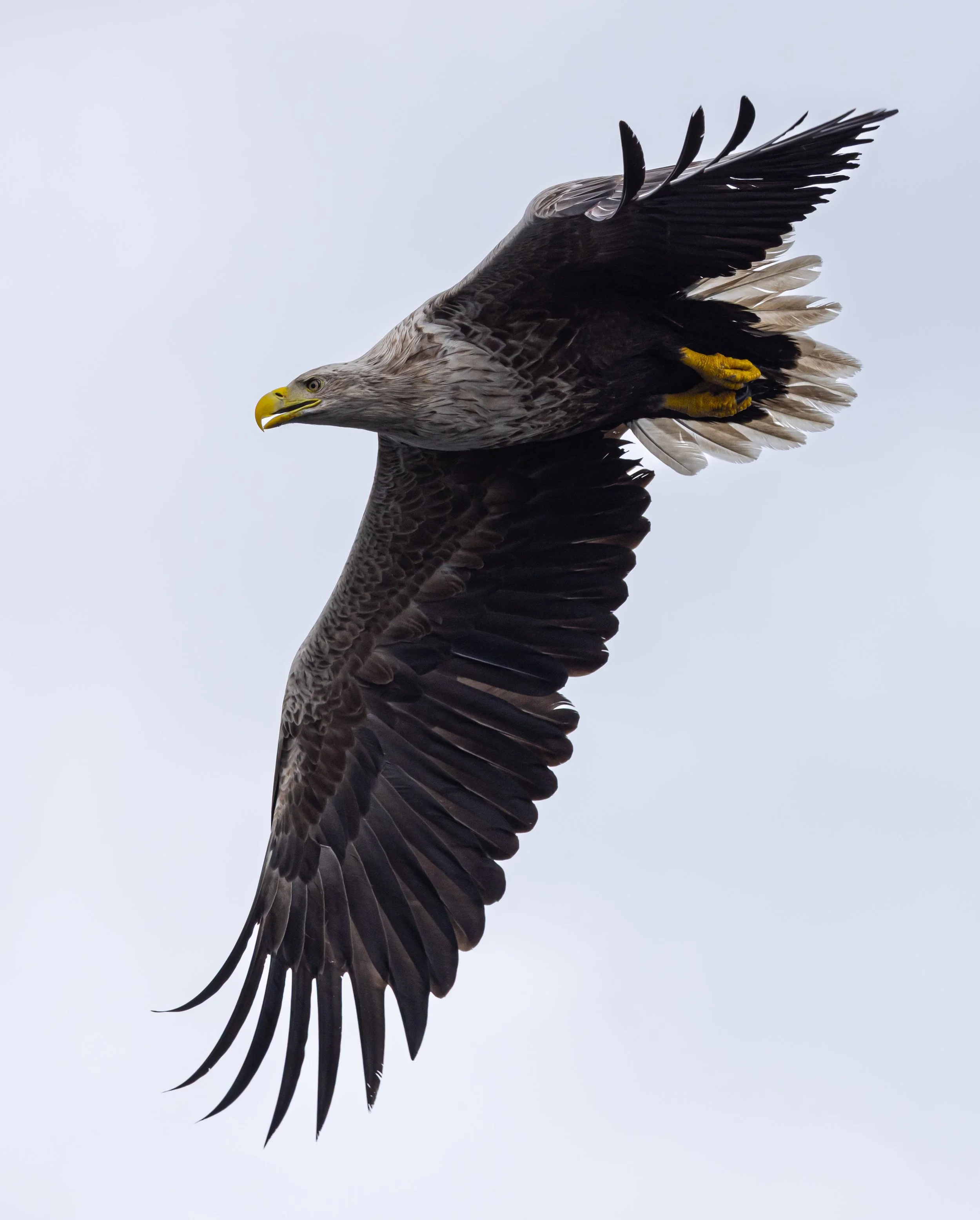 White Tailed Eagle