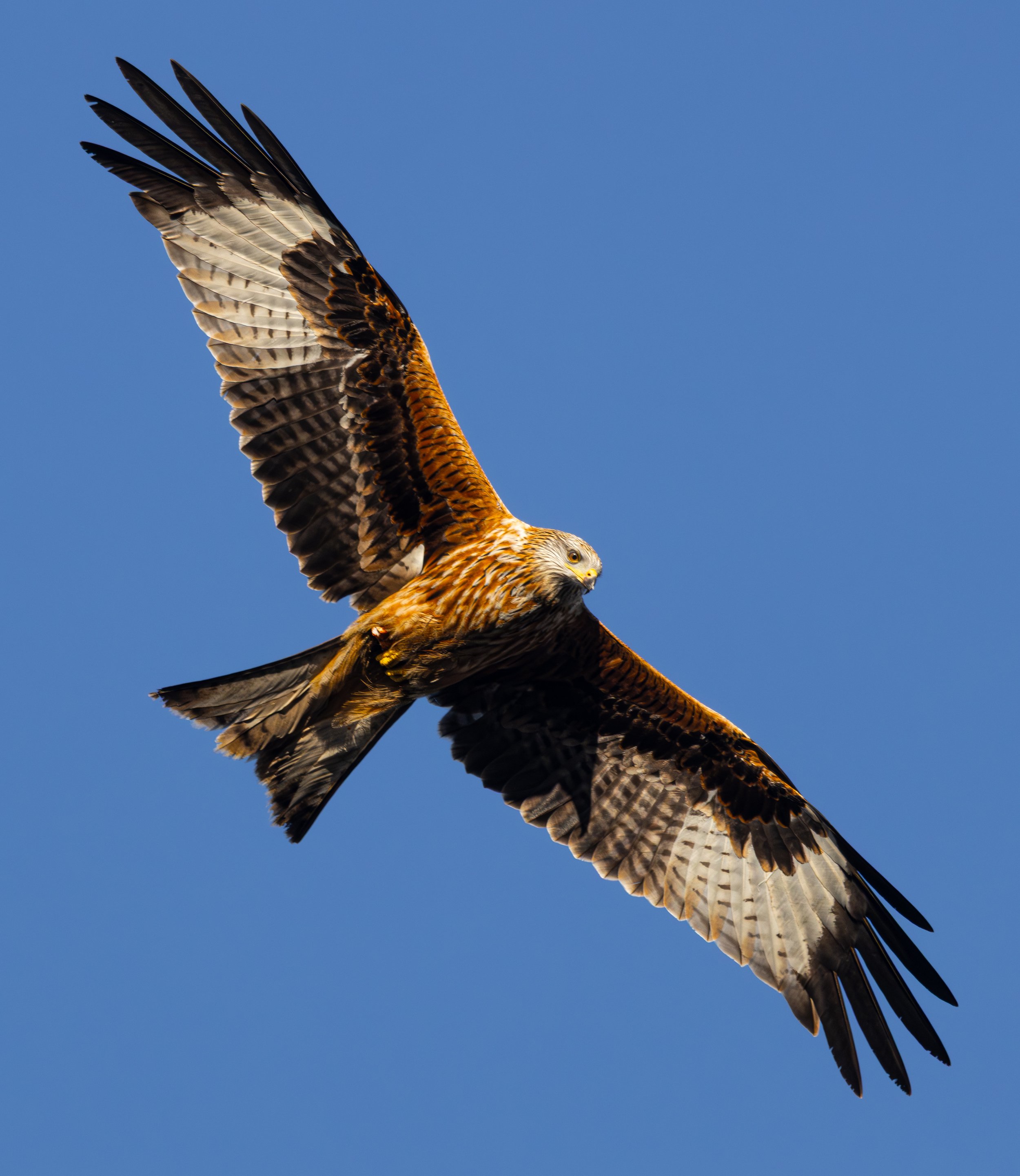 Red Kite