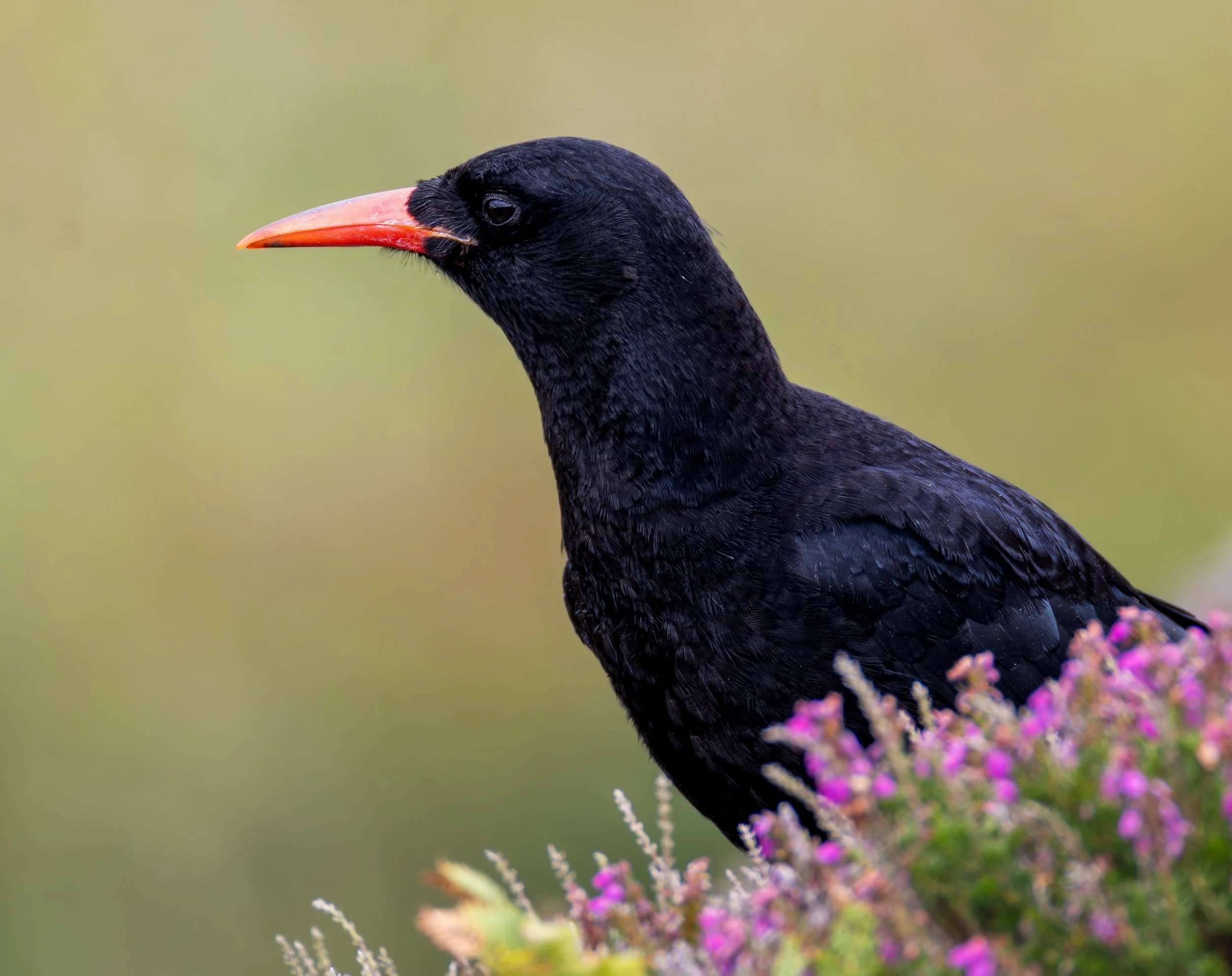 Chough