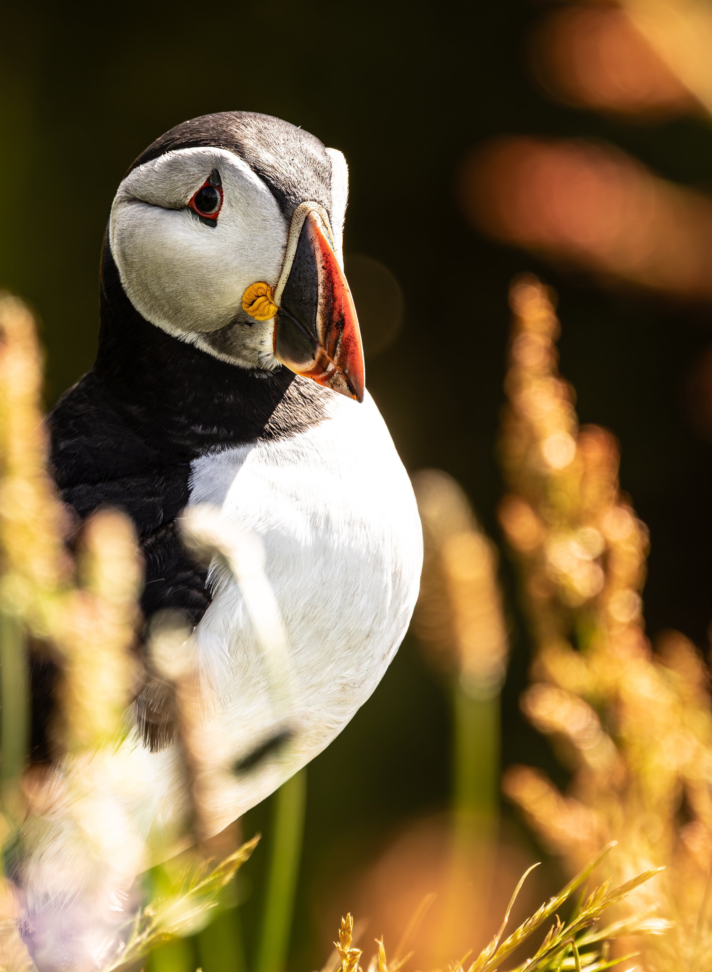 Atlantic Puffin