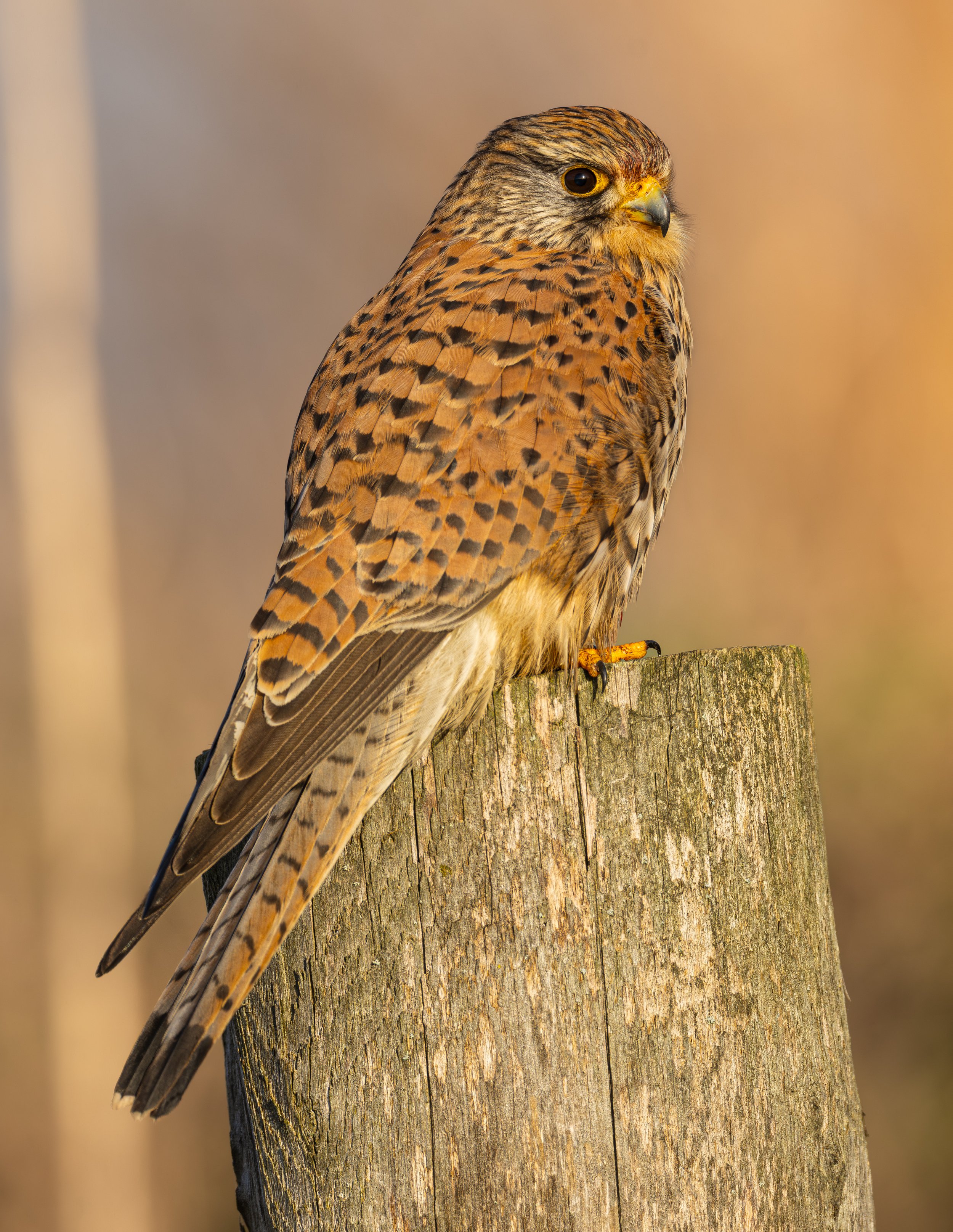 Common Kestrel