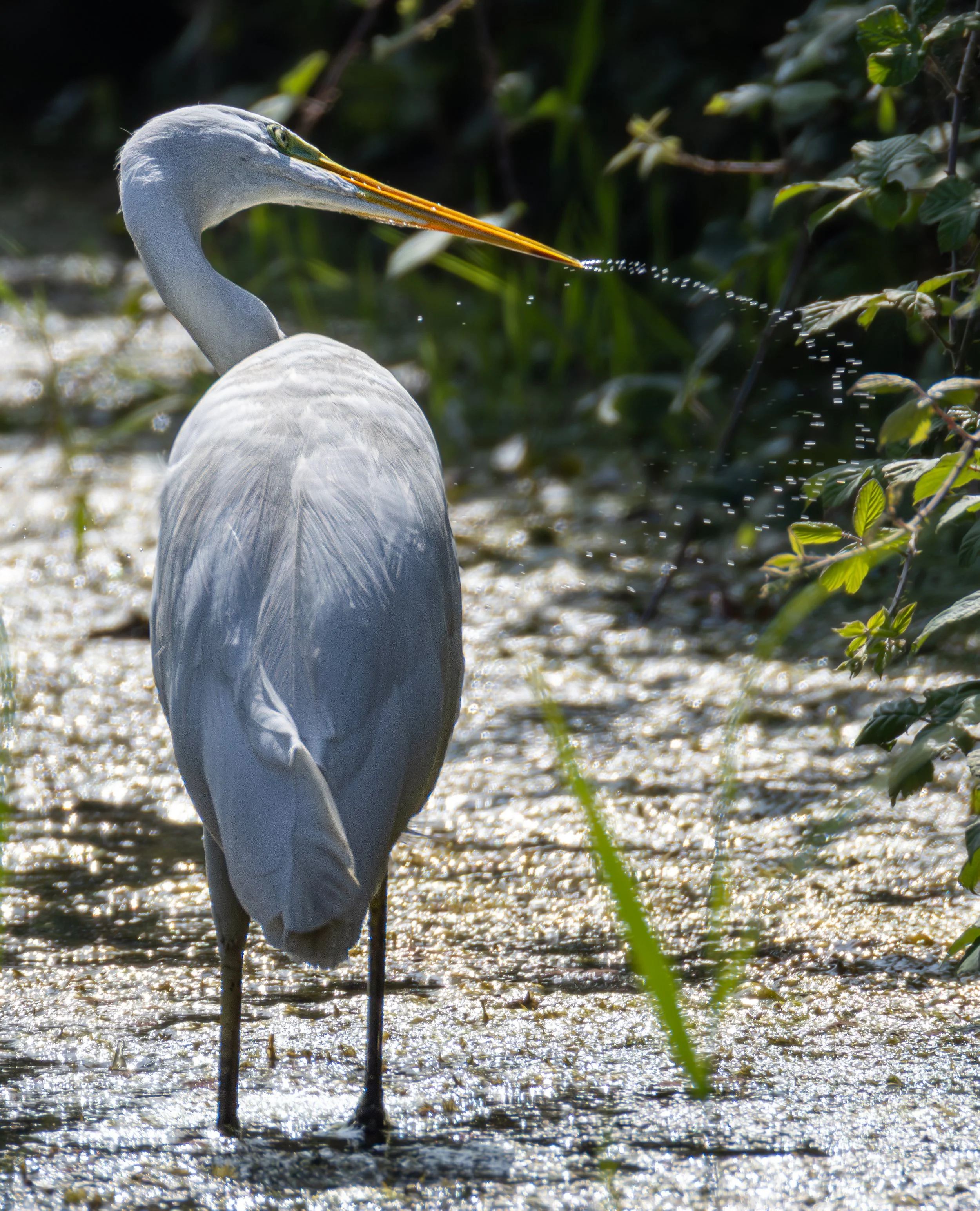 Great White Egret