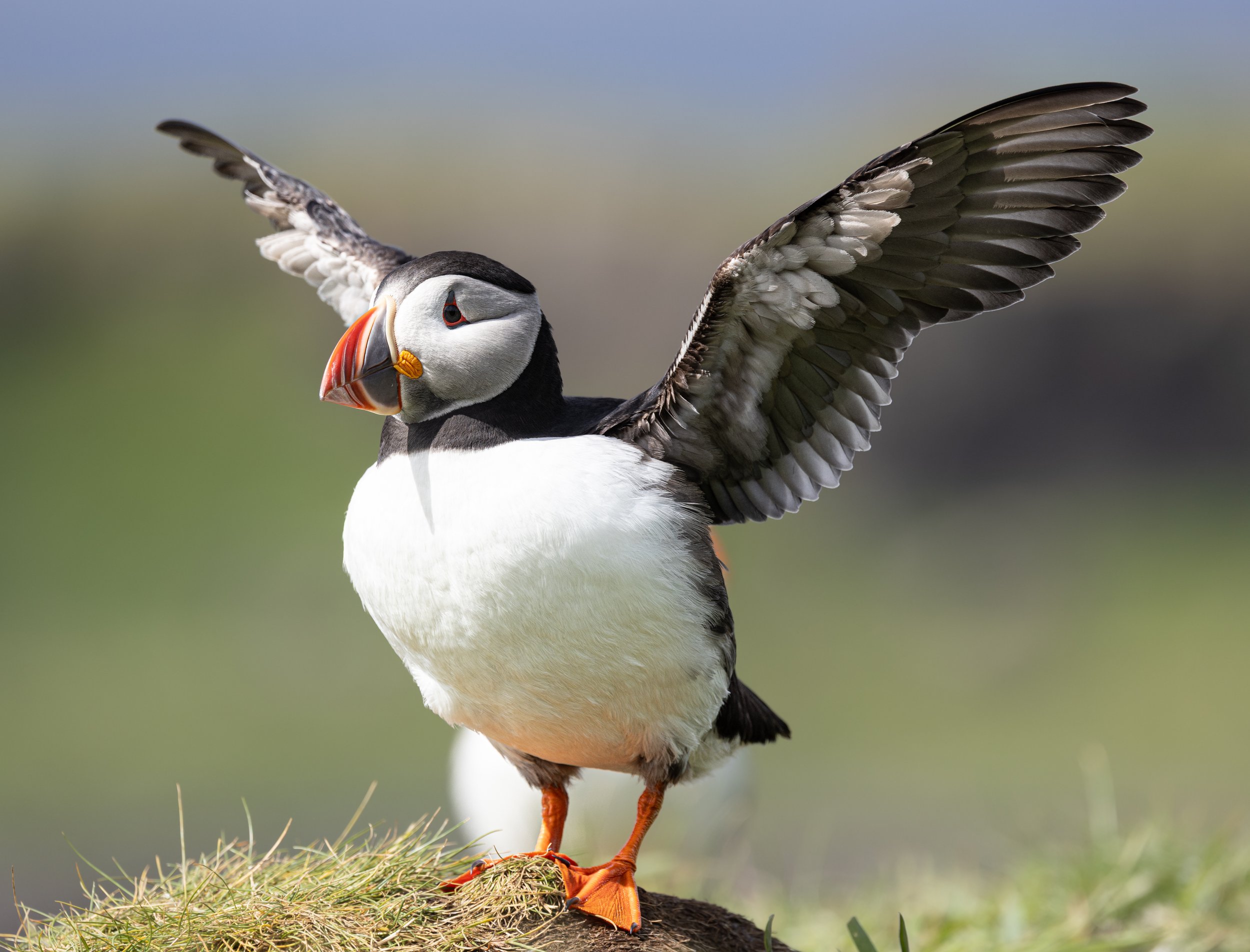 Atlantic Puffin