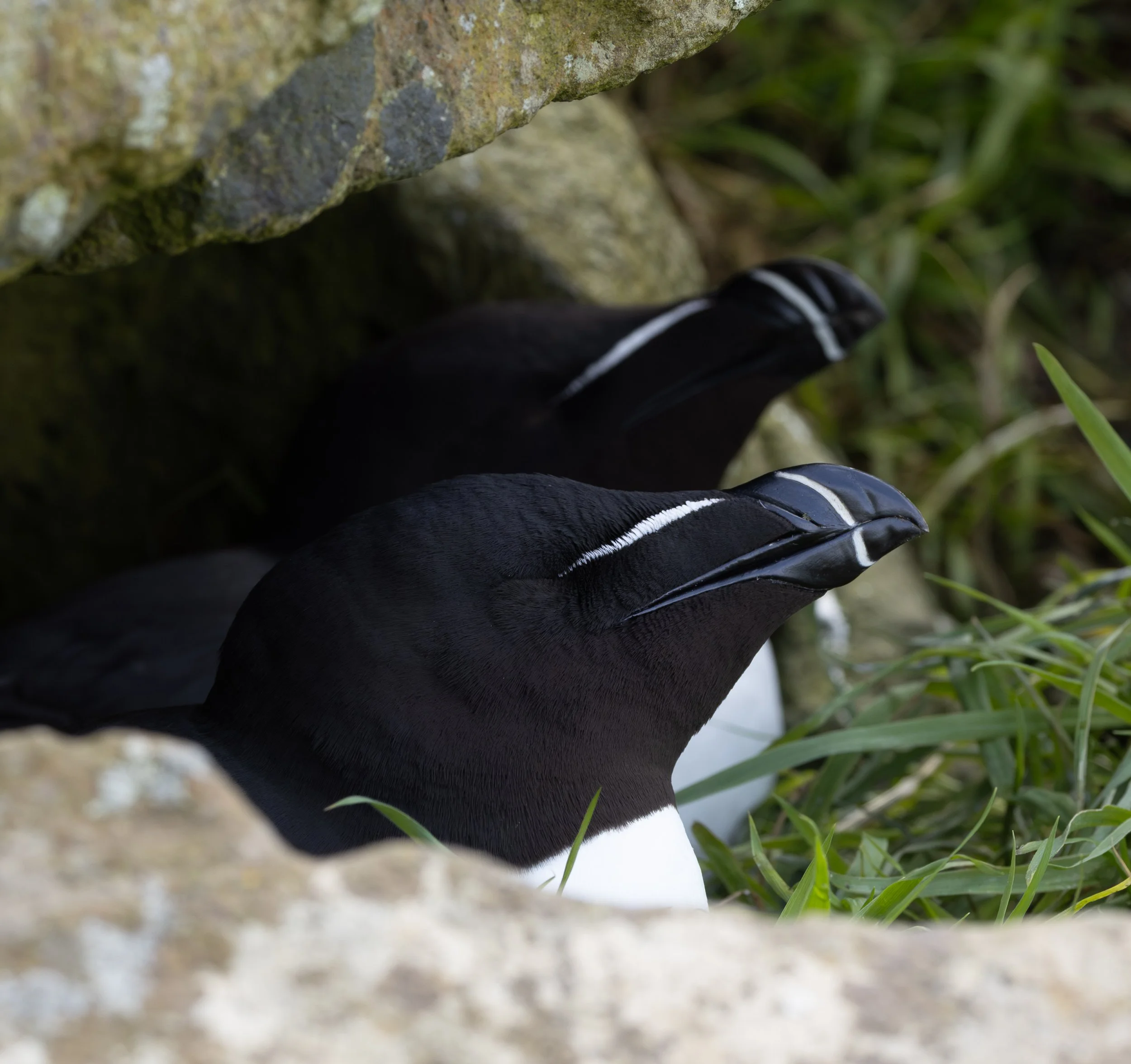 Razorbills