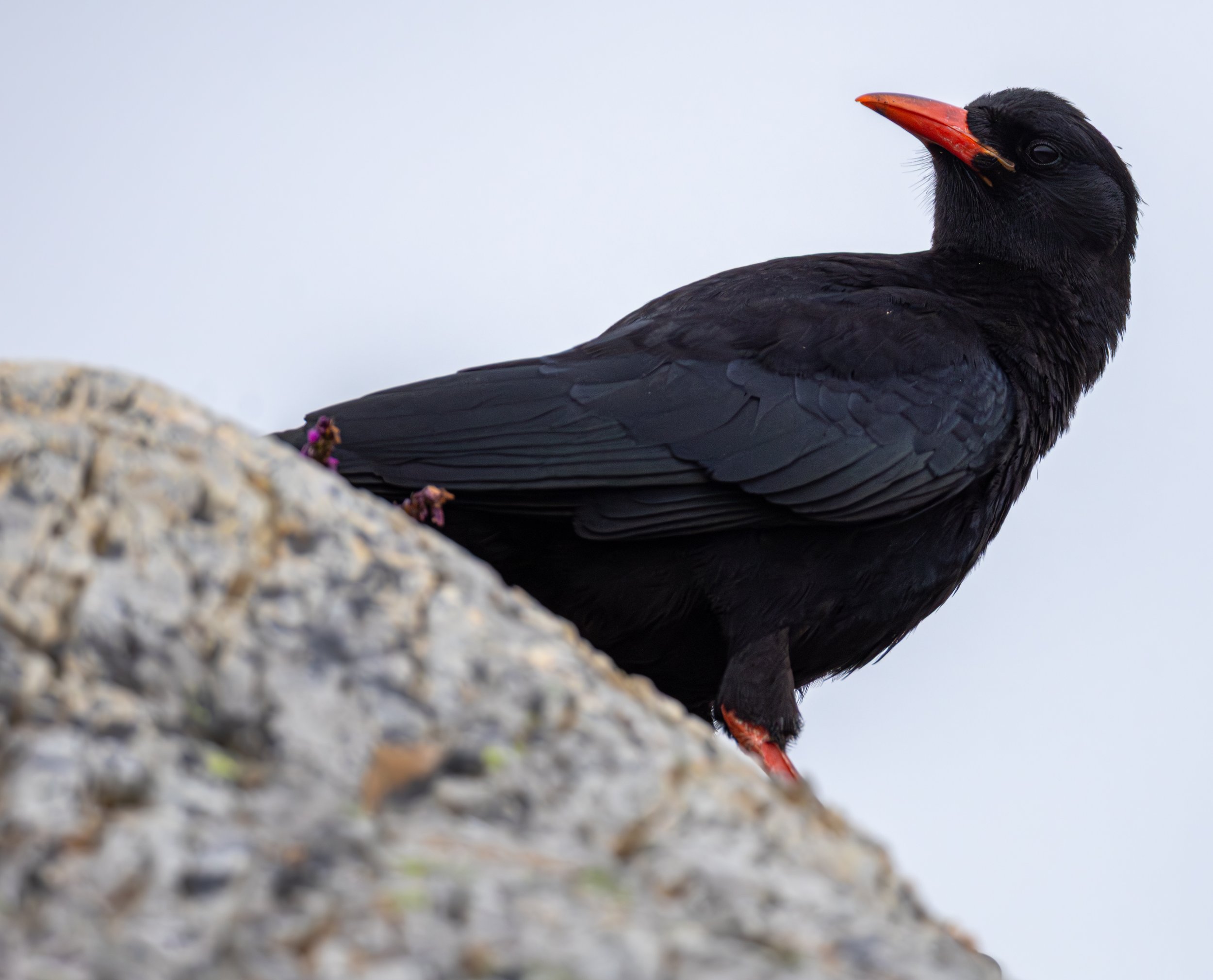 Chough