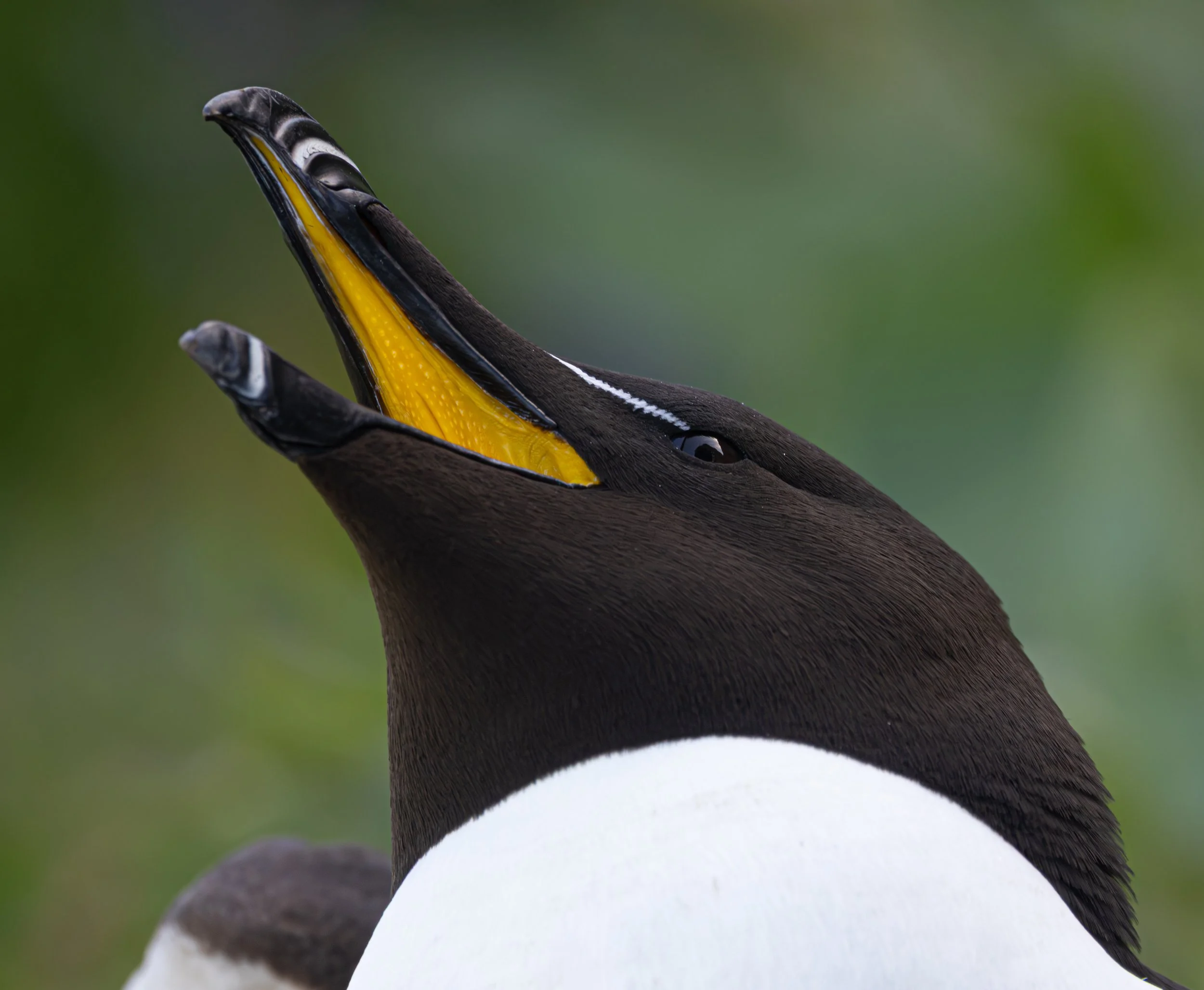 Razorbill