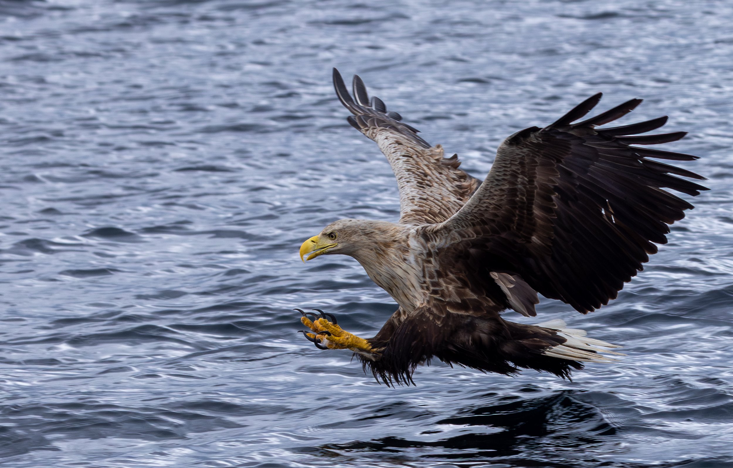 White Tailed Eagle