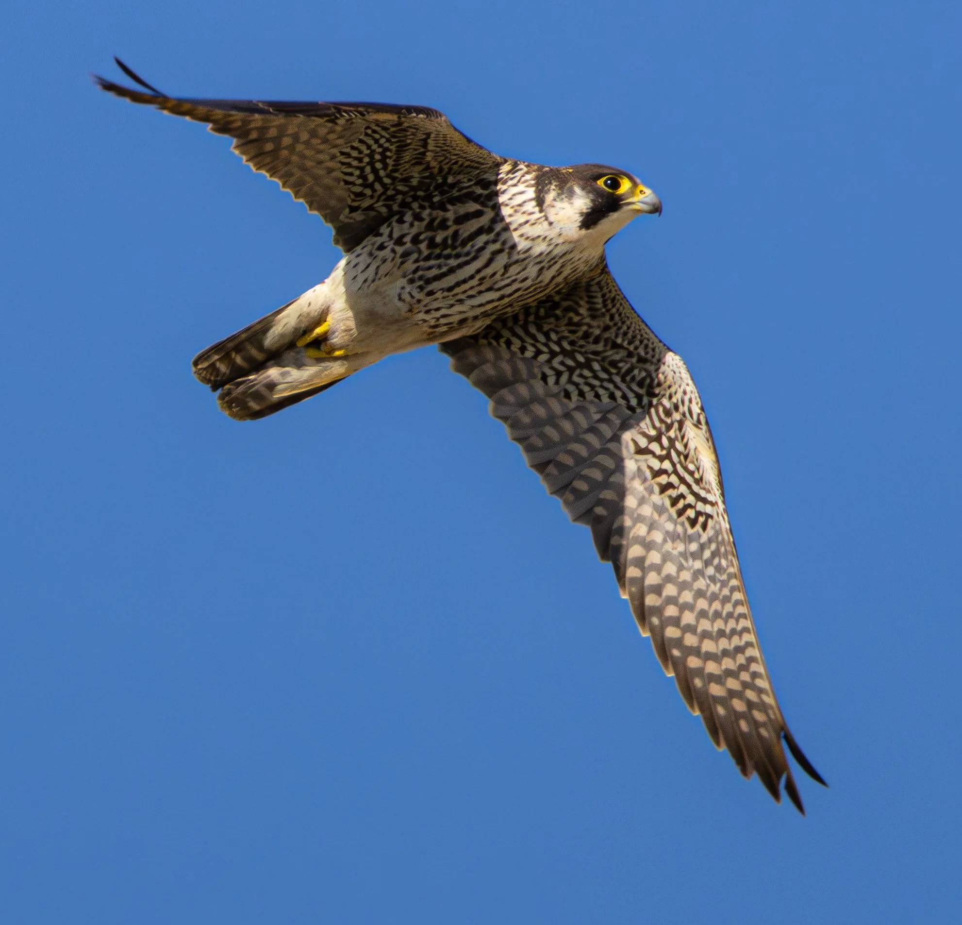 Peregrine Falcon