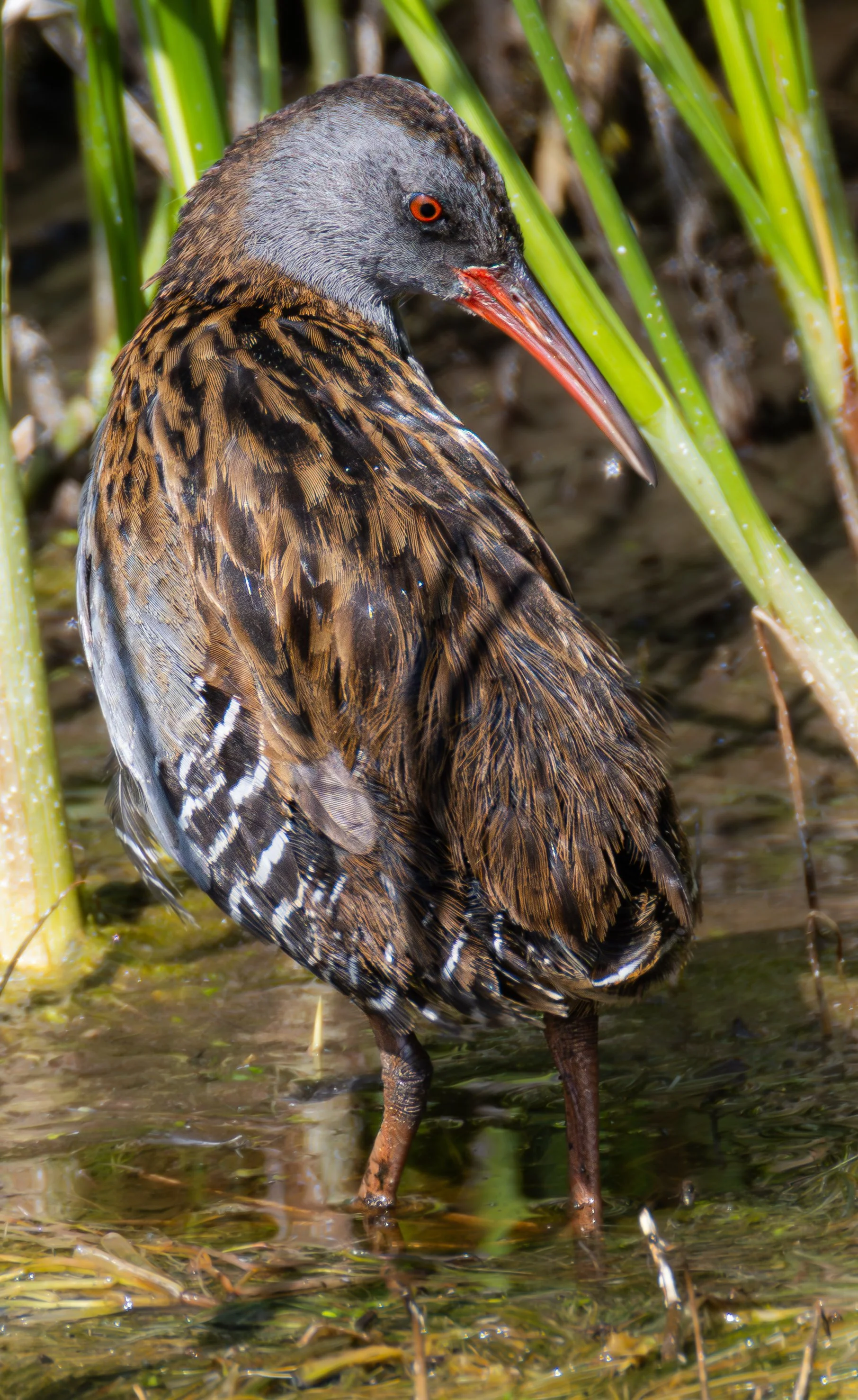 Water Rail