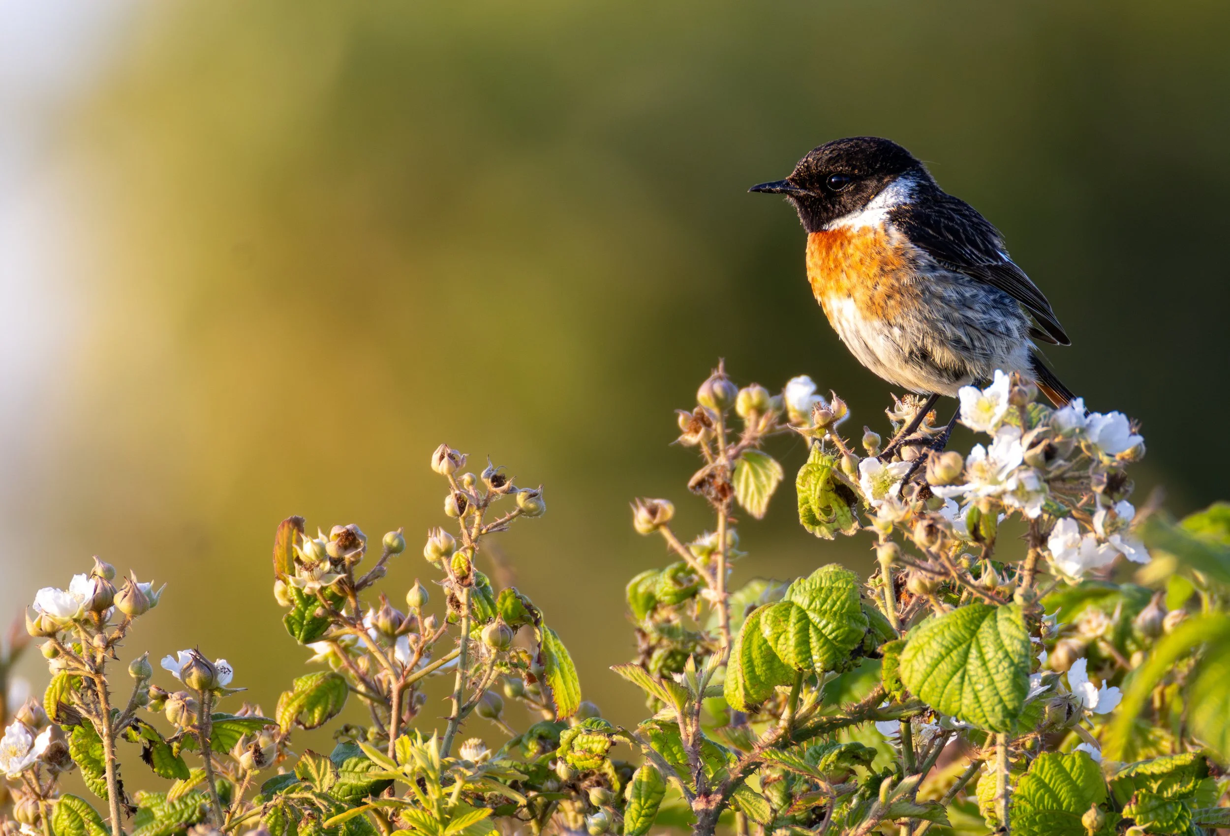 Stonechat