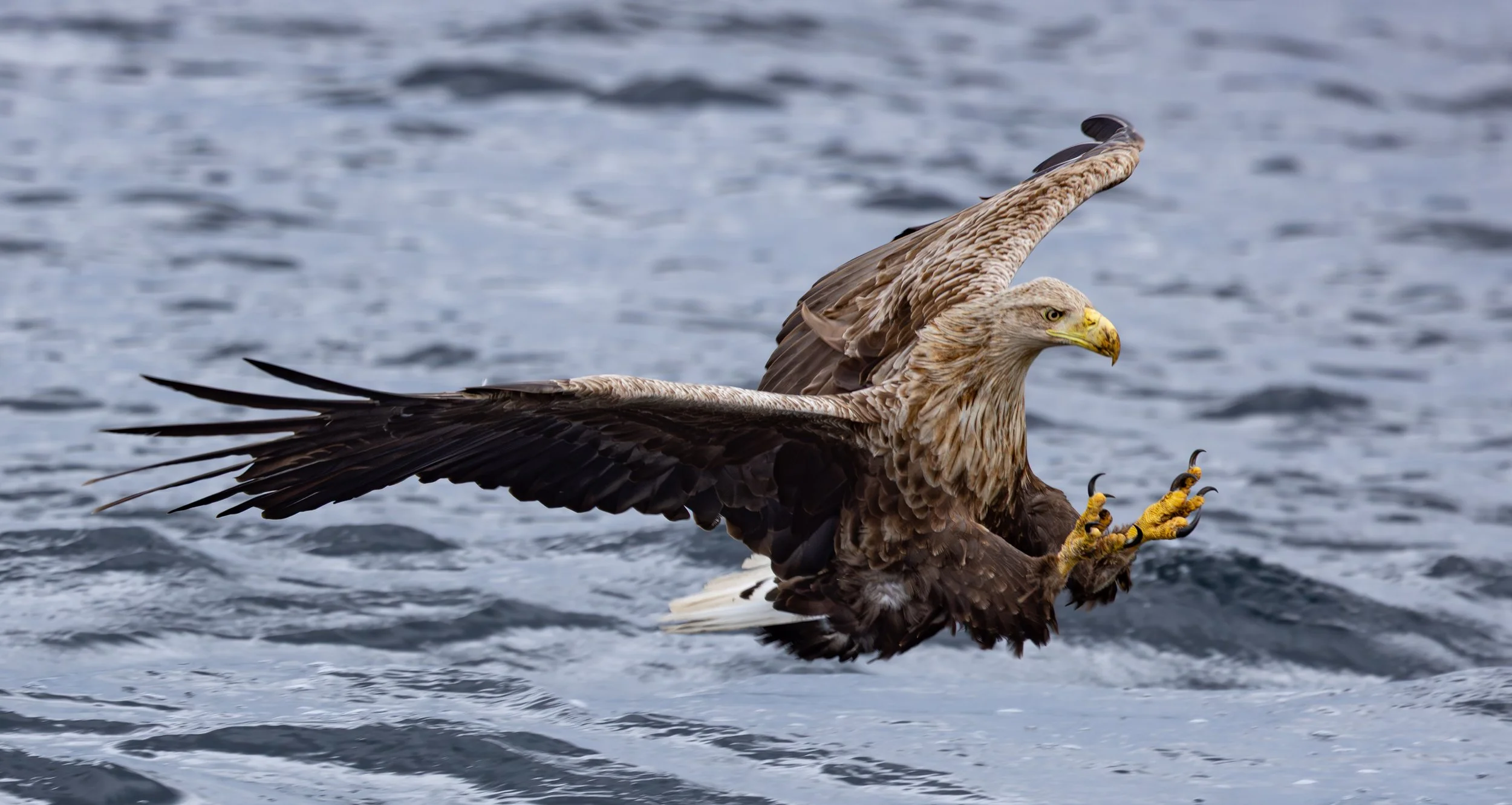 White Tailed Eagle