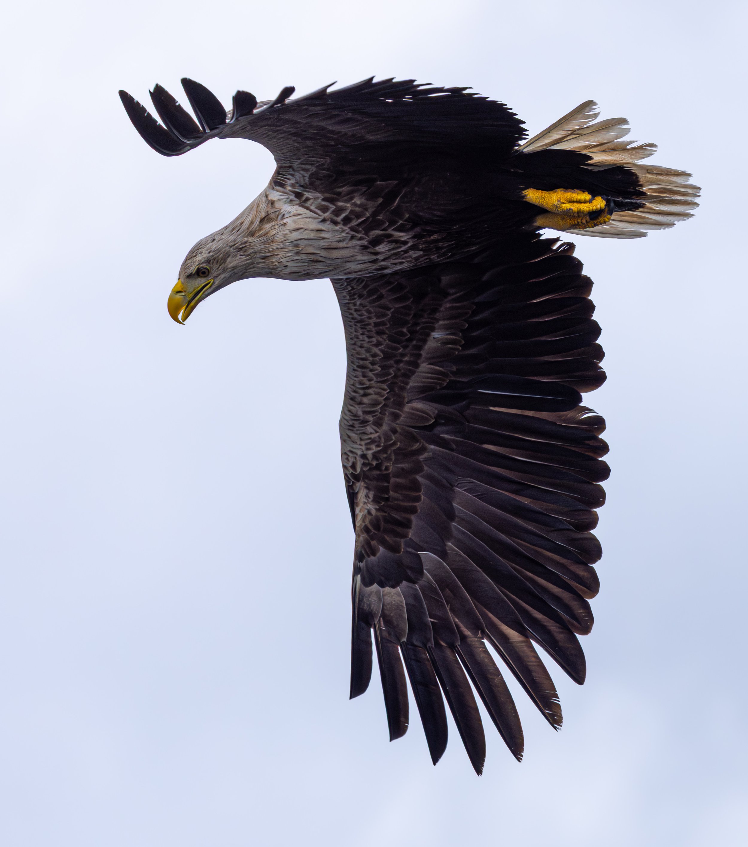 White Tailed Eagle