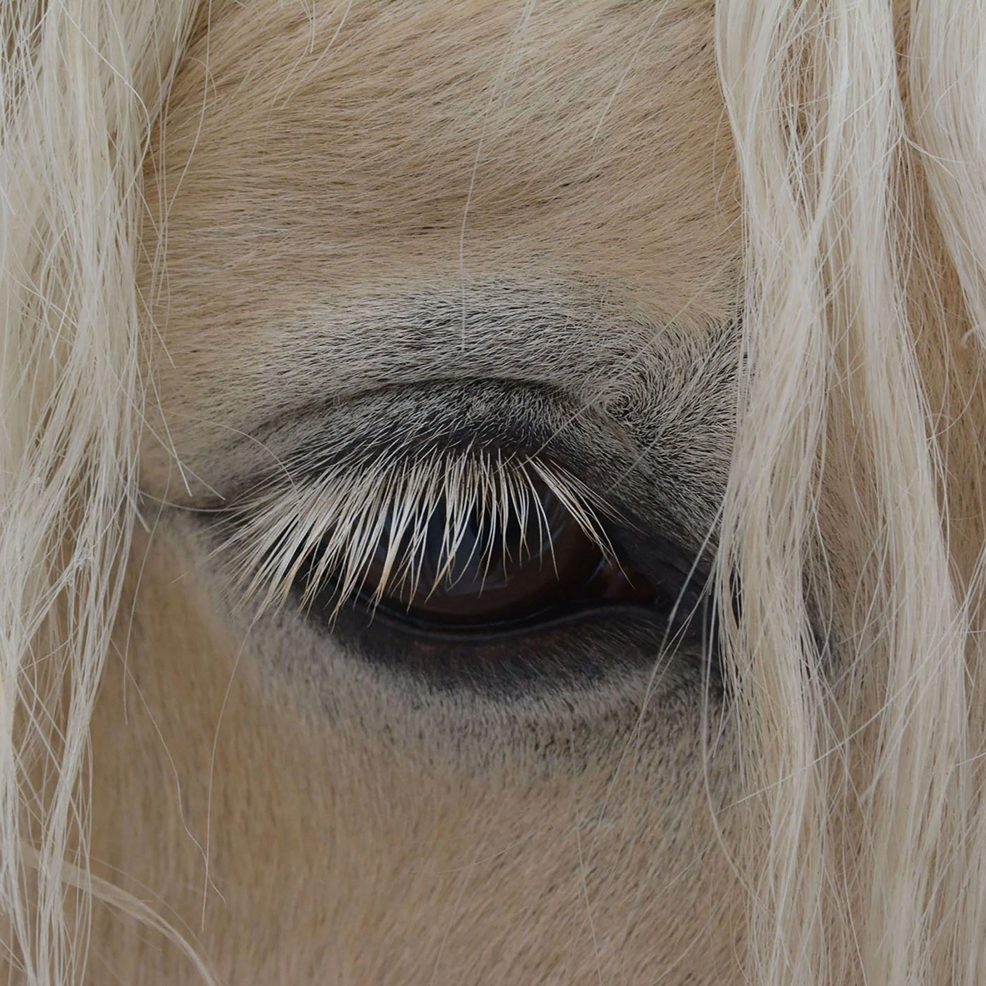 We wish you a HAPPY NEW YEAR as we welcome the Year of the Fire Horse in 2026.

Our current exhibitions, "Yoko Ono: Colours of the Globe" and "Gregory Thorp: BLISS," will be open through January 16th.

Solway Gallery will be close