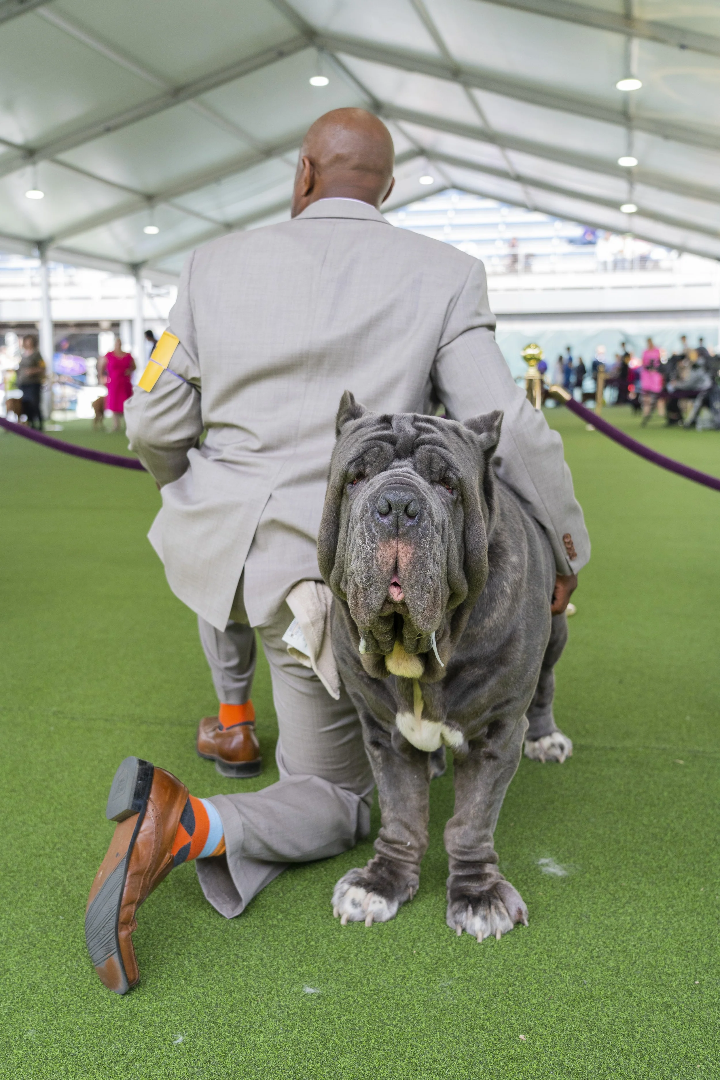 Kessler_dogshow_049.JPG