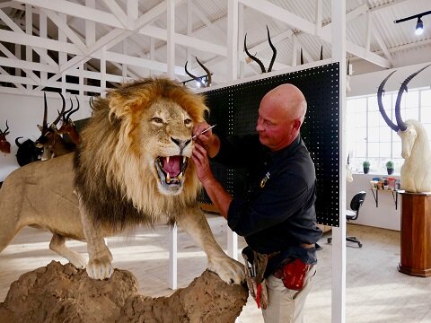 Taxidermists south africa
