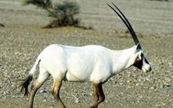 Arabian Oryx