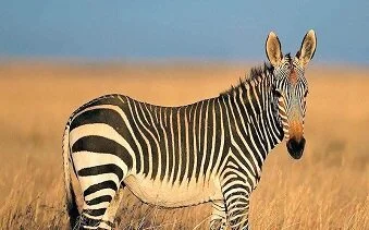 zebra.jpg