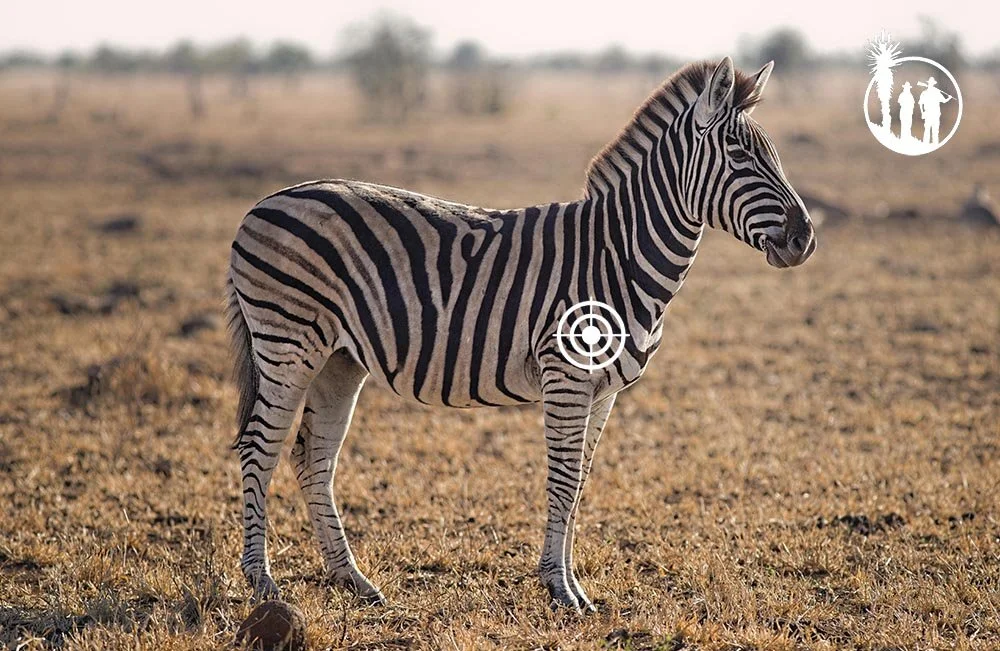 Shot Placement Burchell´s Zebra