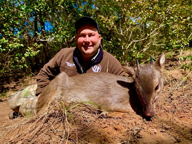 Blue Duiker