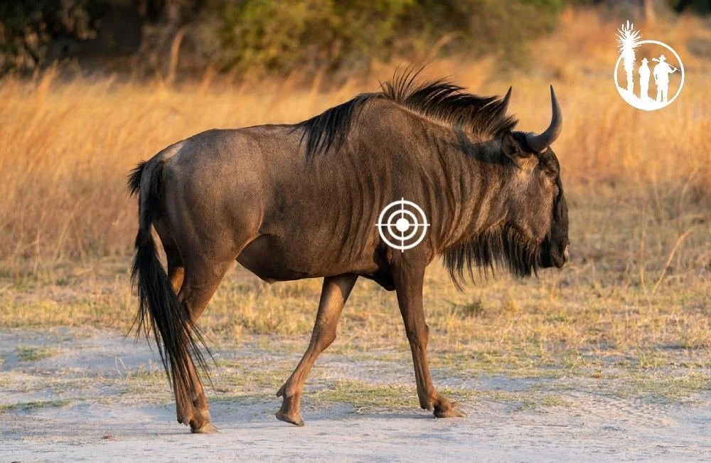 Skud placering blue wildebeest