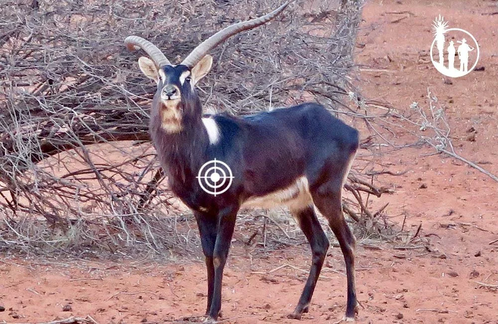 Skudplacering Nile Lechwe